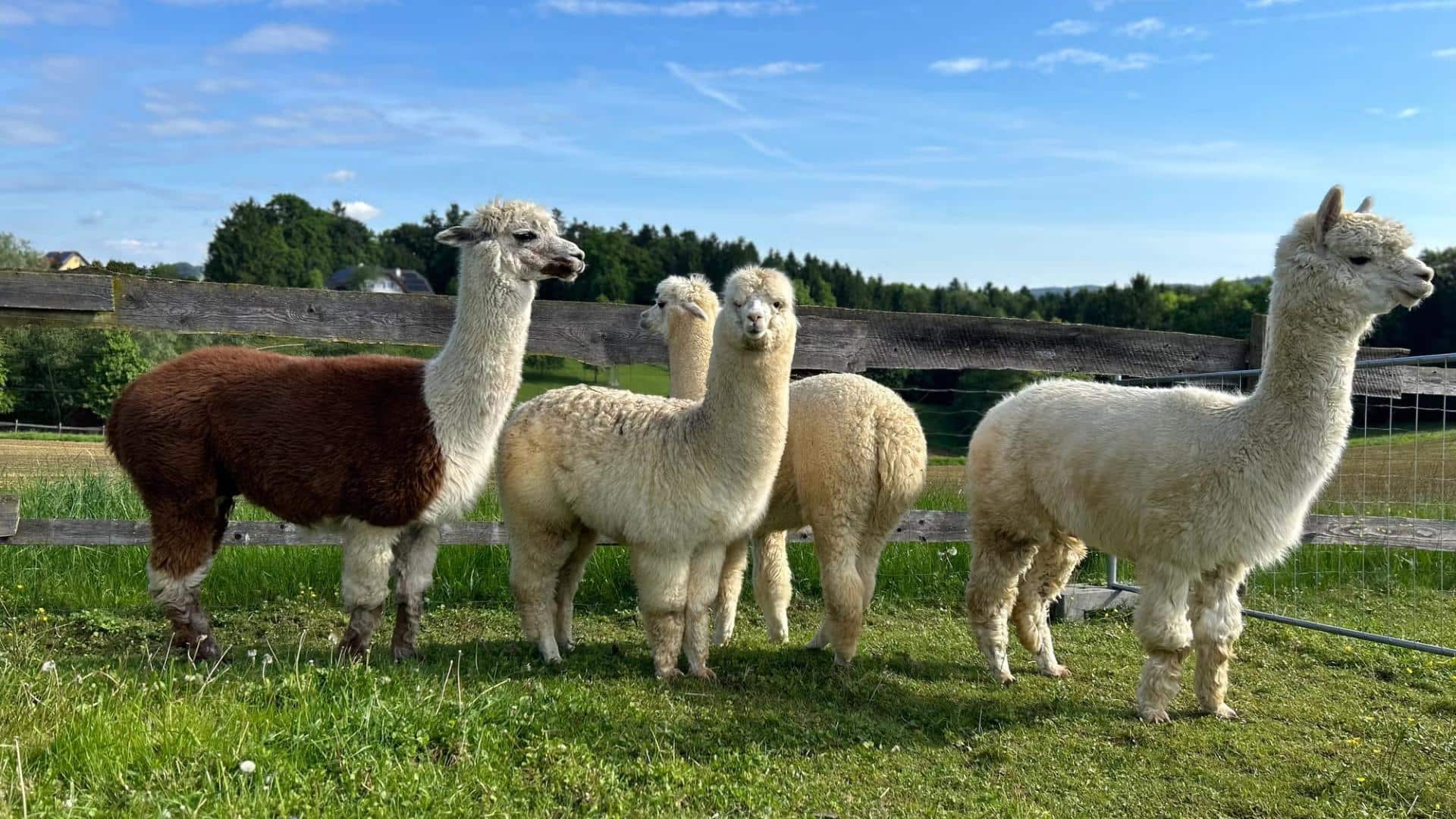 Memetik Lima Prinsip Pertanian Berkelanjutan dari Kehidupan Alpaka