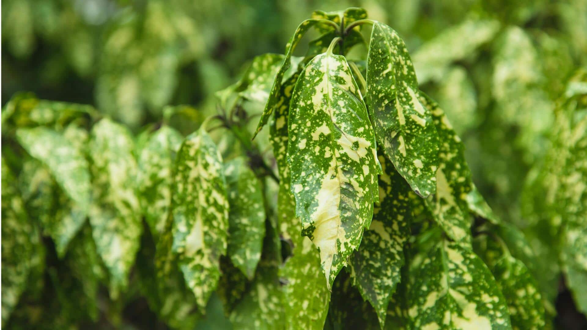 Lima Tekstur Daun Unik untuk Menambah Visual Taman