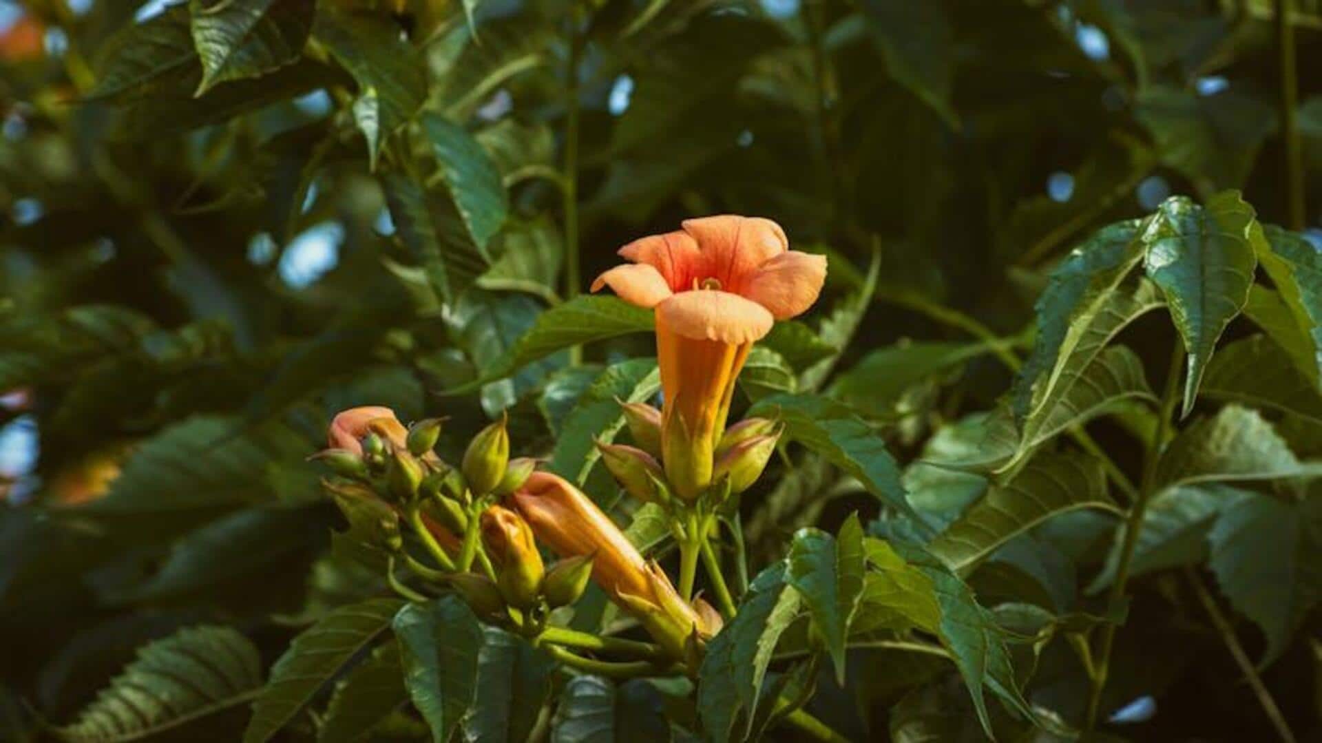Manfaat Tersembunyi dari Tanaman Trumpet Vine