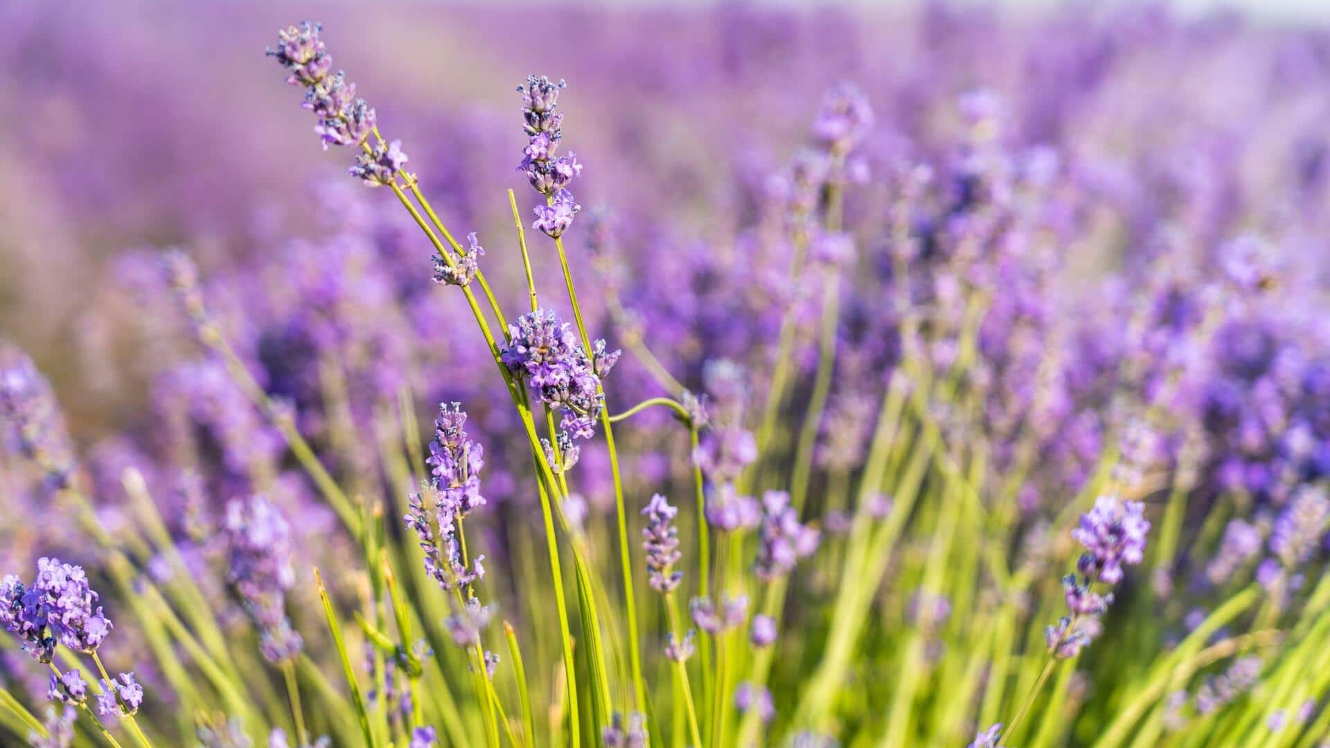 Cara kreatif menggunakan lavender dalam dekorasi rumah