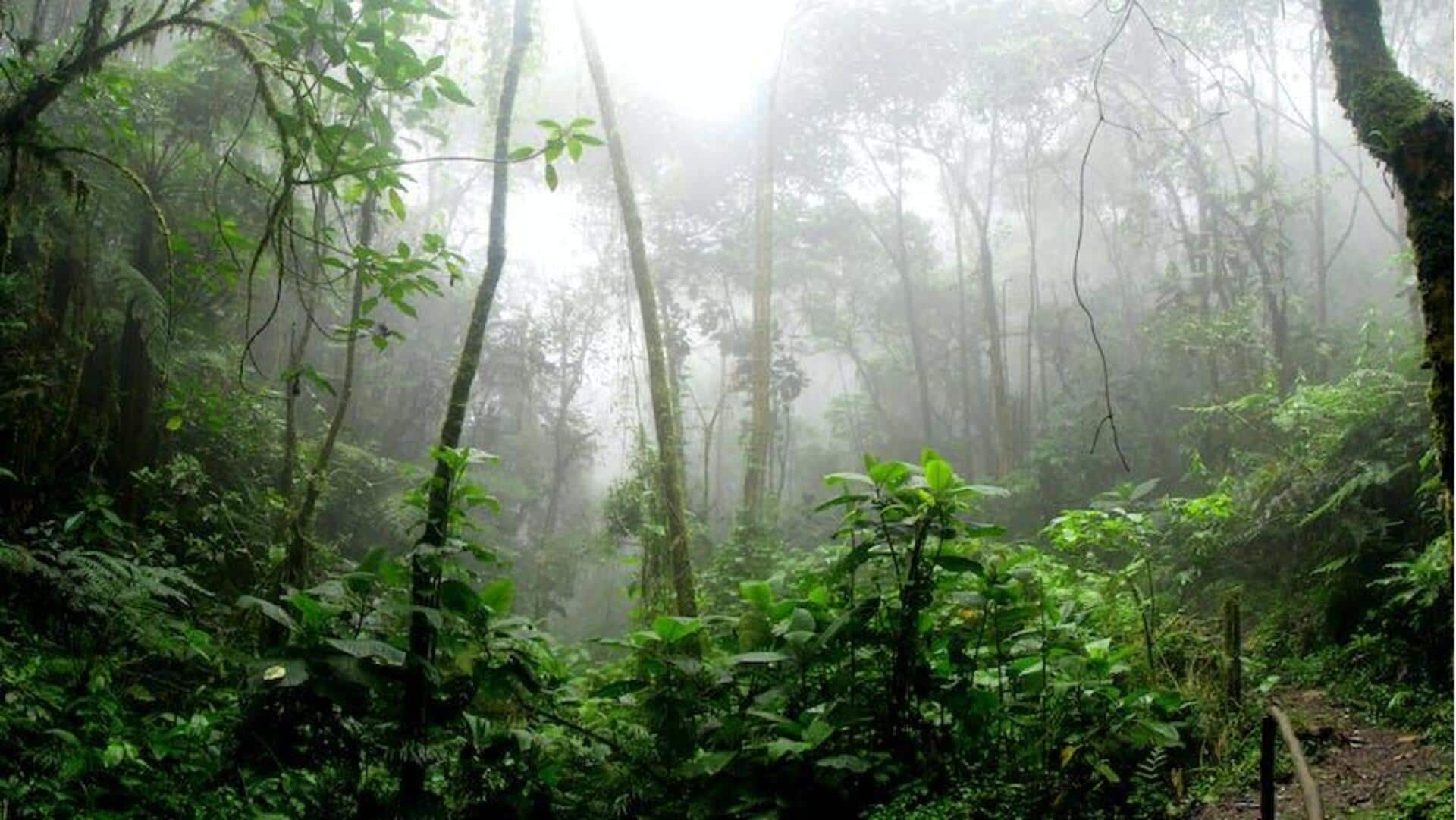Inilah hutan-hutan tertua di dunia