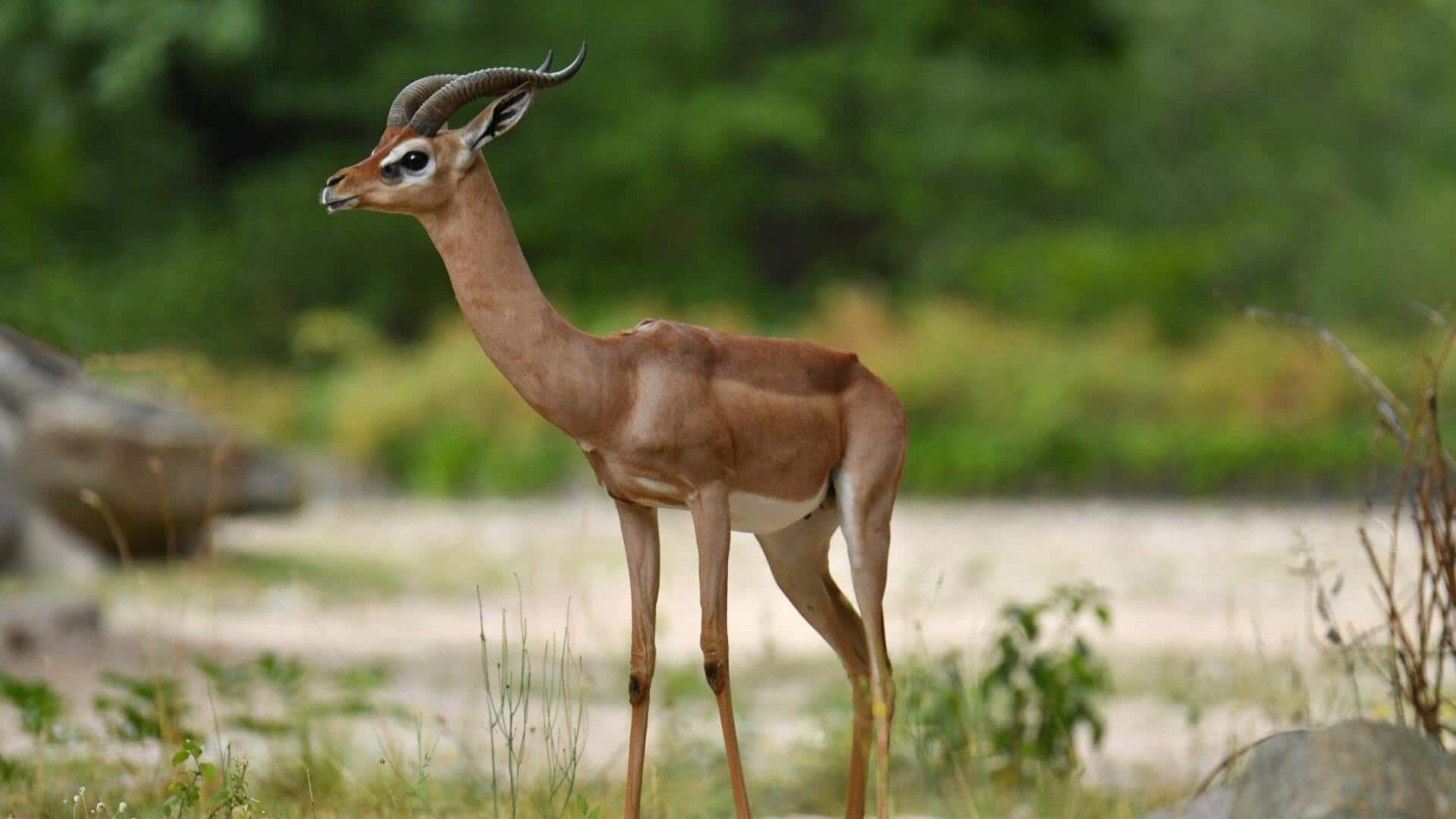 Mengungkap Rahasia Struktur Leher Rusa Berleher Panjang