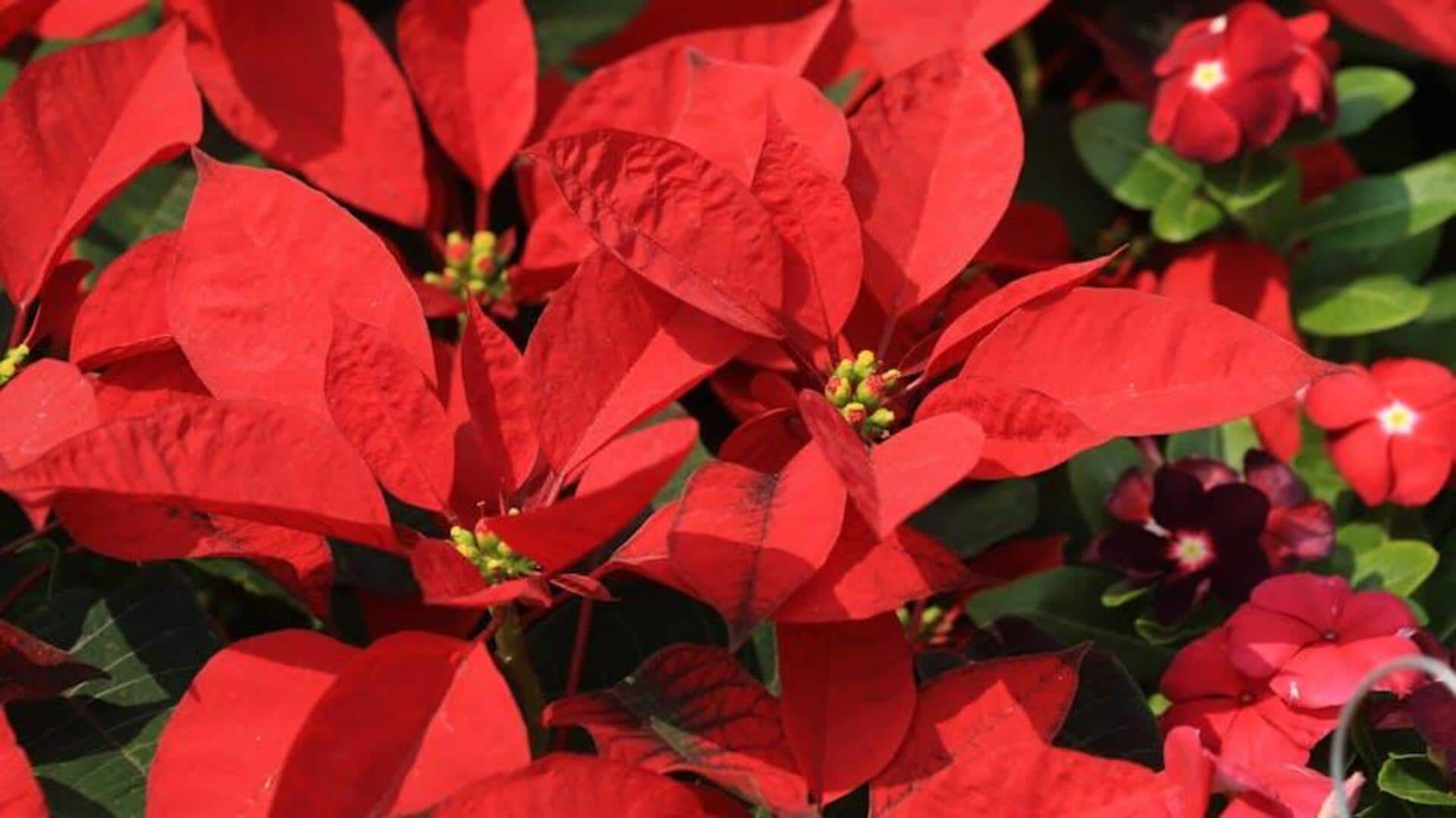 Cara Unik Merawat Poinsettia di Dalam Ruangan