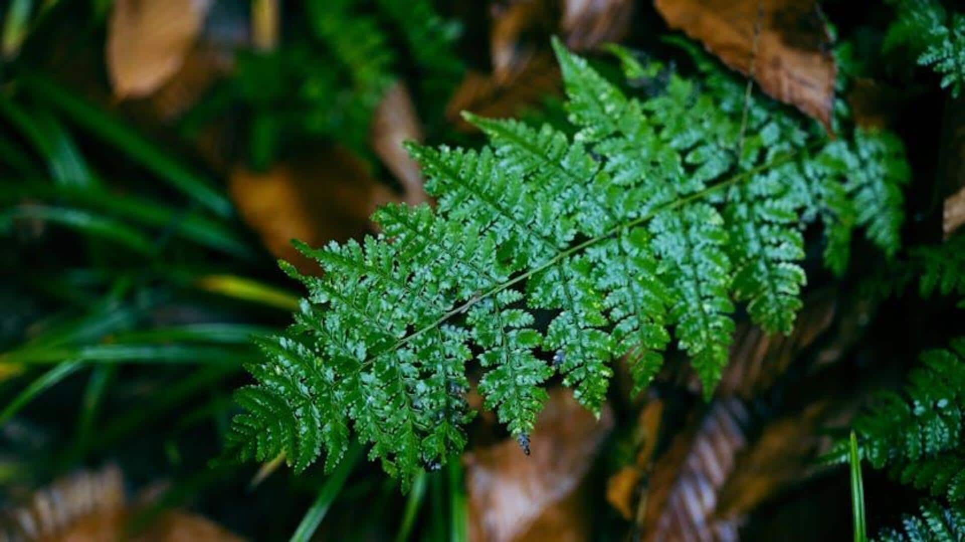 Cara Mudah Menyebarkan Pakis dengan Spora