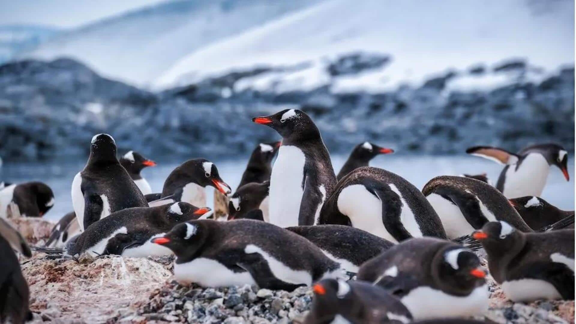 Komunikasi Diam Penguin: Taktik Non-Verbal yang Menakjubkan