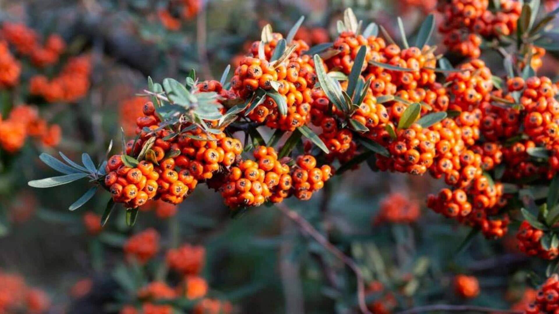 Sea buckthorn meningkatkan kesehatan jantung, mempercantik kulit