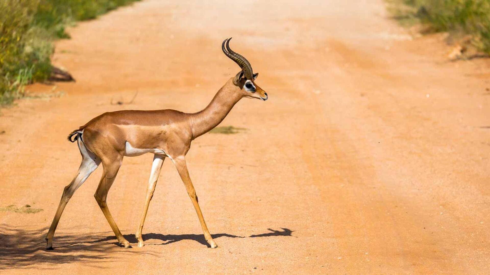 Adaptasi Unik dari Rusa Berleher Panjang