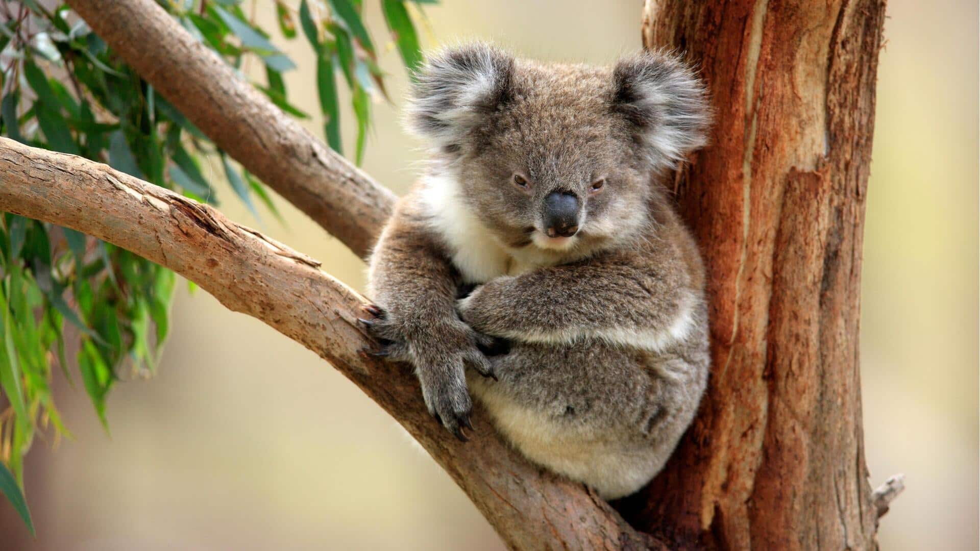 Mengungkap Fakta dan Rahasia dari Perilaku Koala