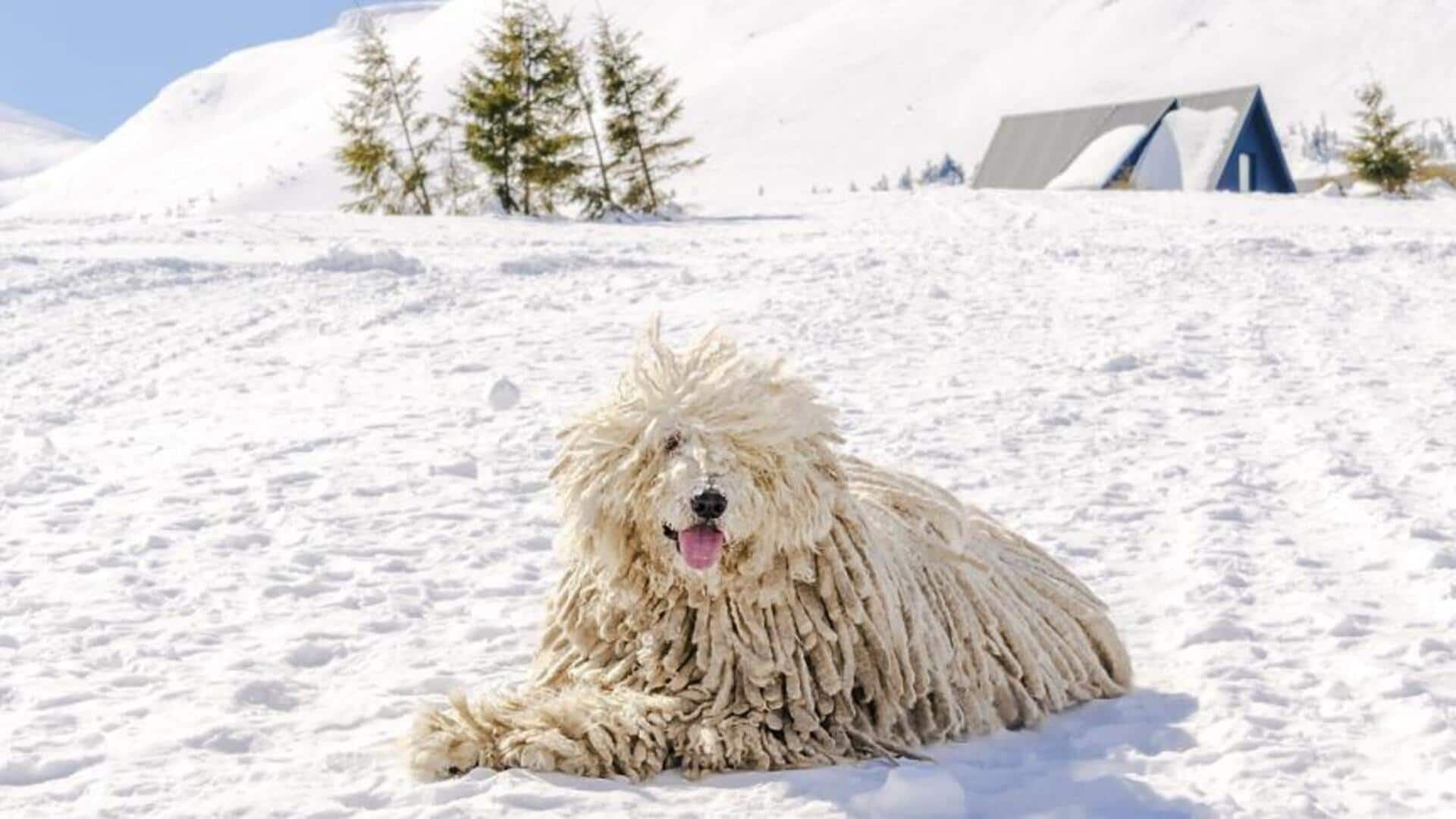 Tips untuk merawat anjing Komondor Anda di rumah