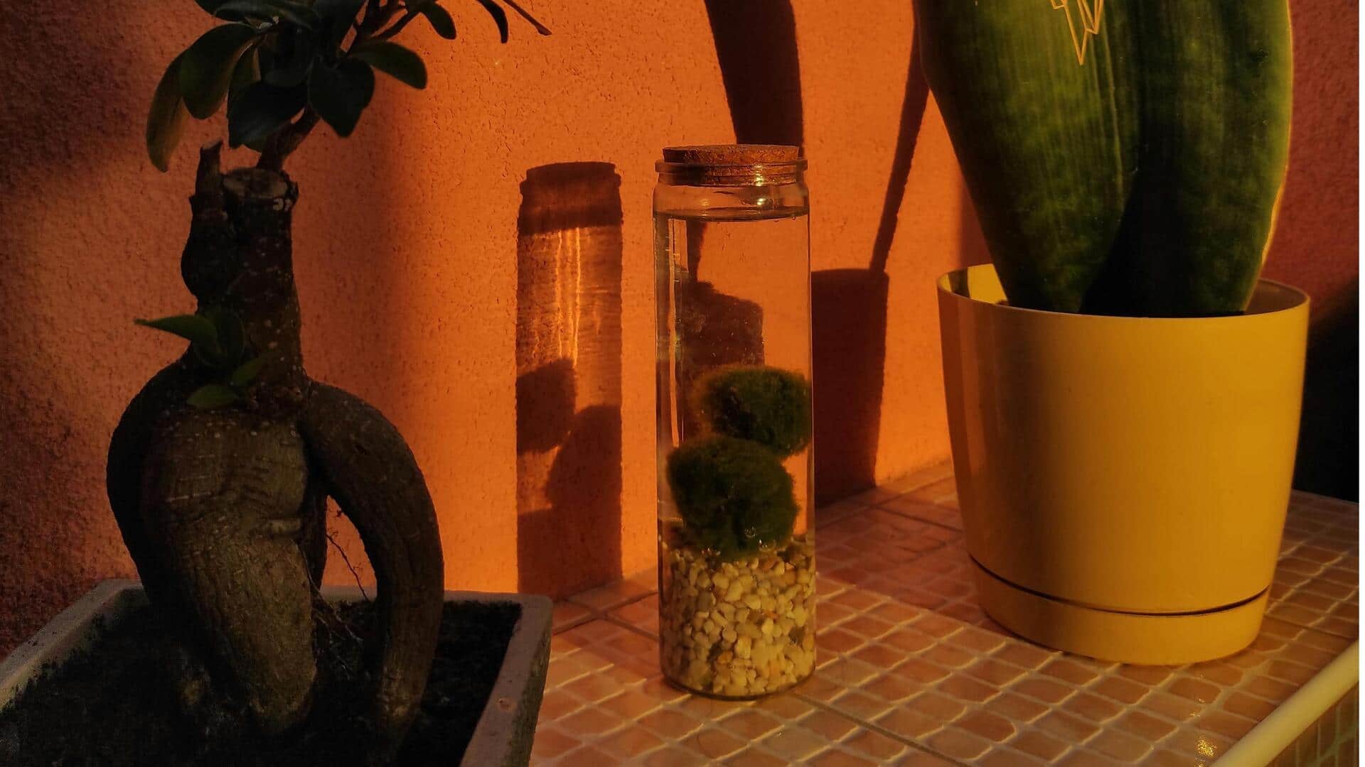 Menjelajahi Keajaiban Bola Lumut Marimo dalam Akuarium