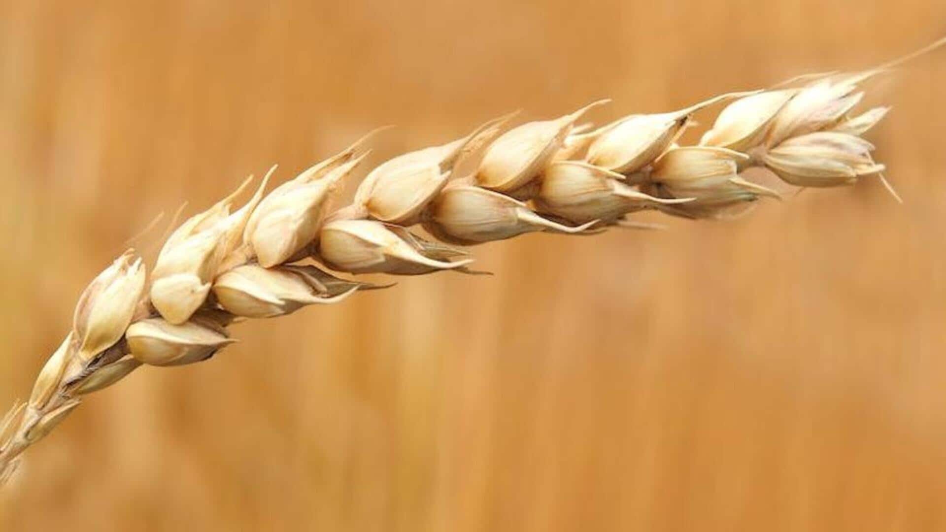Gandum, dedak gandum, bibit gandum: Perbedaan, manfaat, dan aplikasi