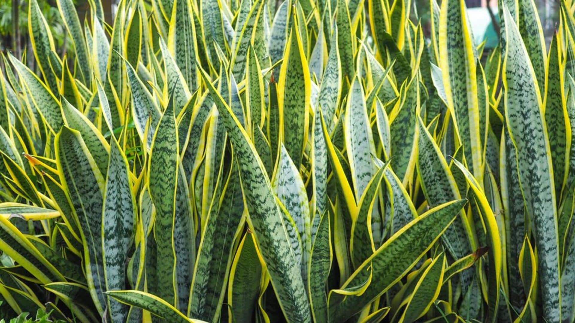 5 tanaman serbaguna untuk mempercantik rumah Anda