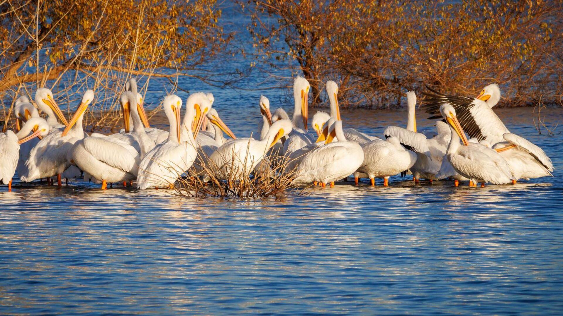 Strategi Komunikasi Pelikan dan Interaksi Lingkungan
