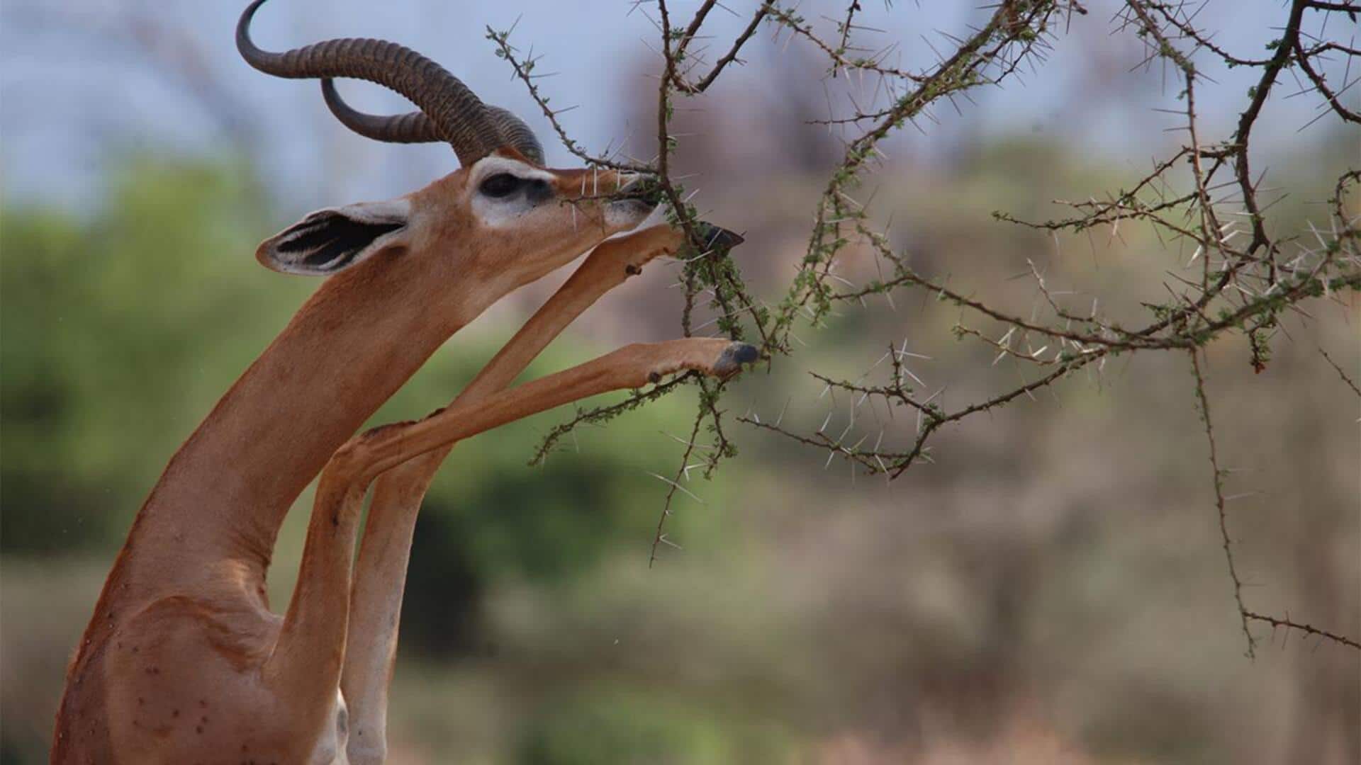 Makanan Langka yang Disukai Rusa Berleher Panjang