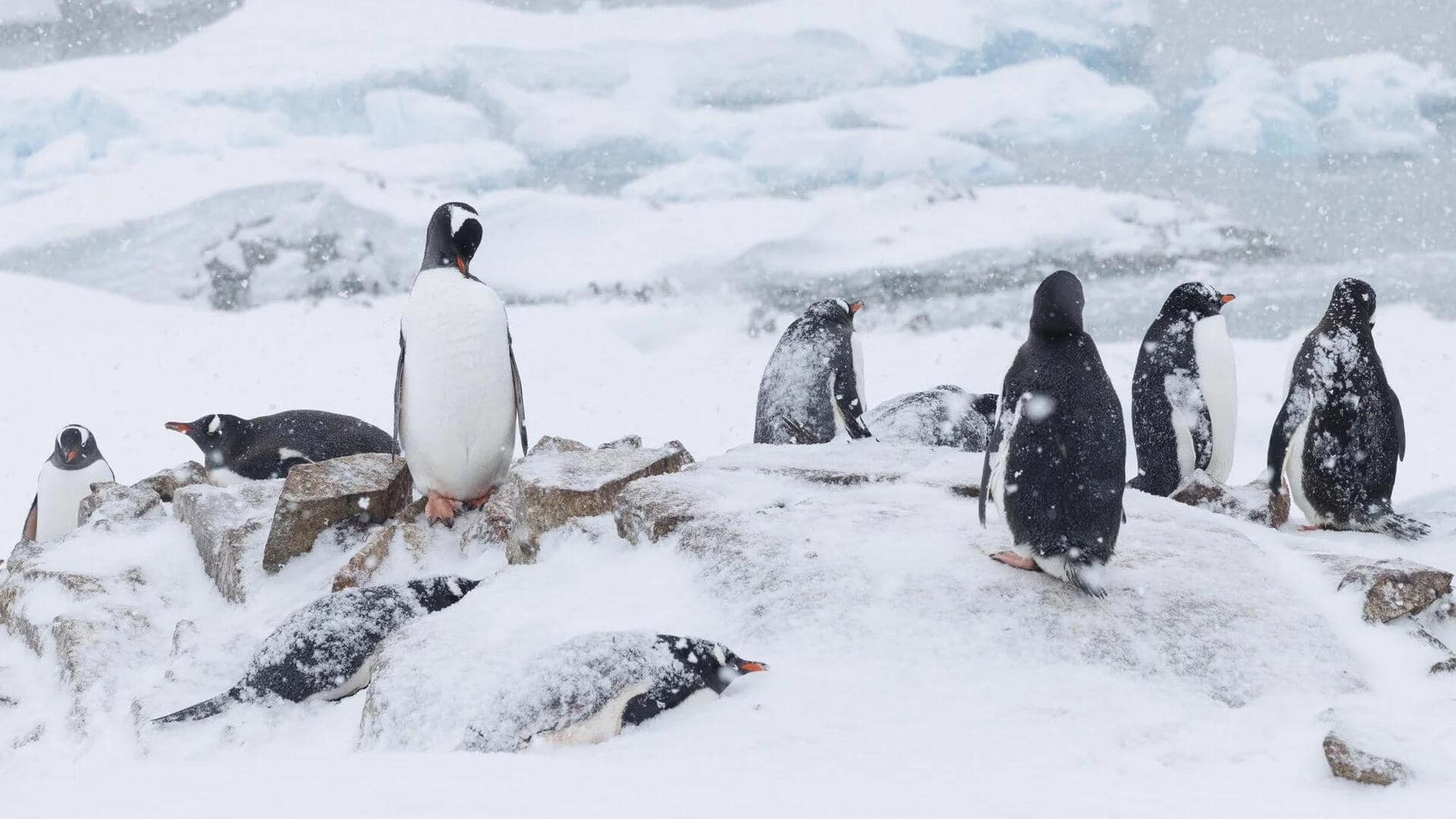 Cara Penguin Memanfaatkan Es untuk Menavigasi Lingkungan Sekitar