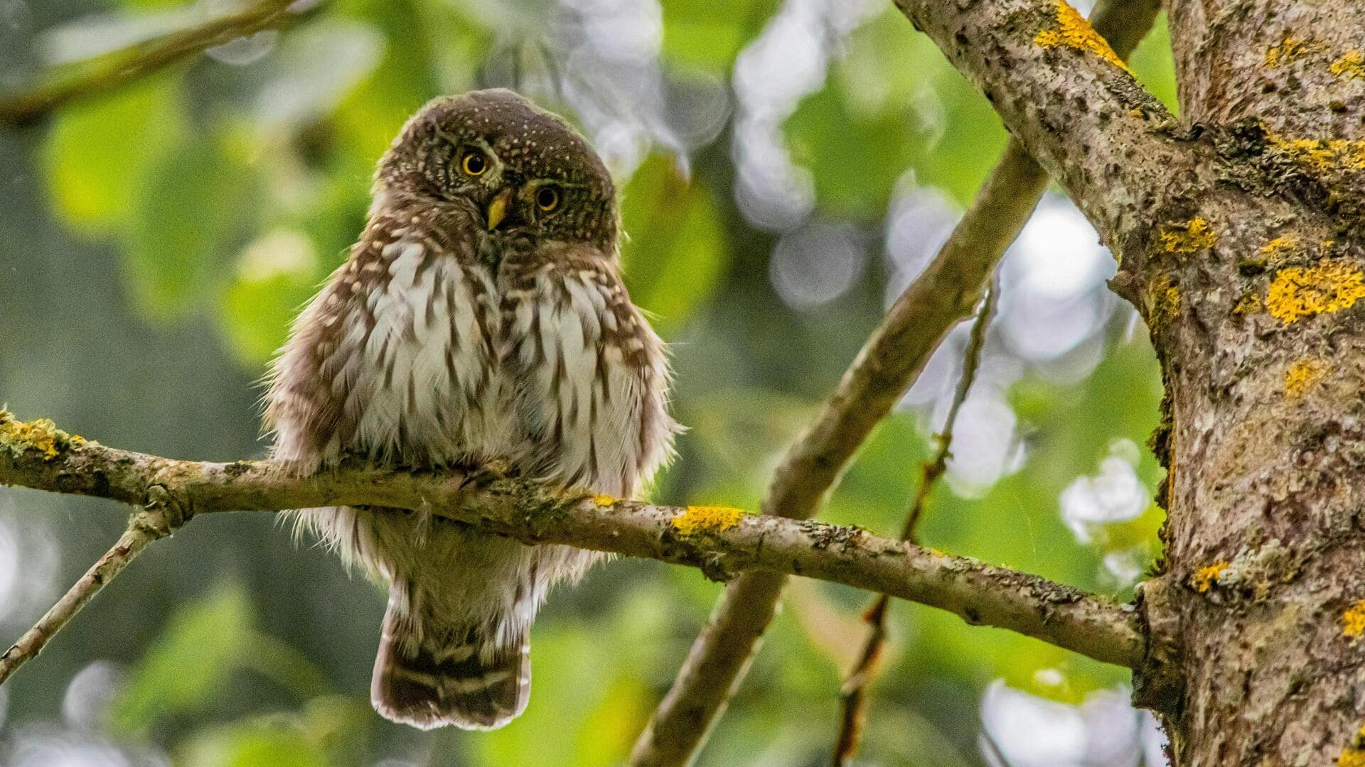 Lima Cara Menakjubkan Hewan Menginspirasi Teknologi Baru