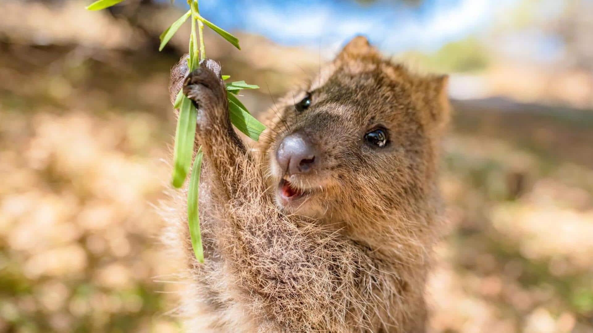 Mengungkap Perilaku Unik Quokka yang Selalu Tersenyum Mengungkap Perilaku Unik Quokka yang Selalu Tersenyum