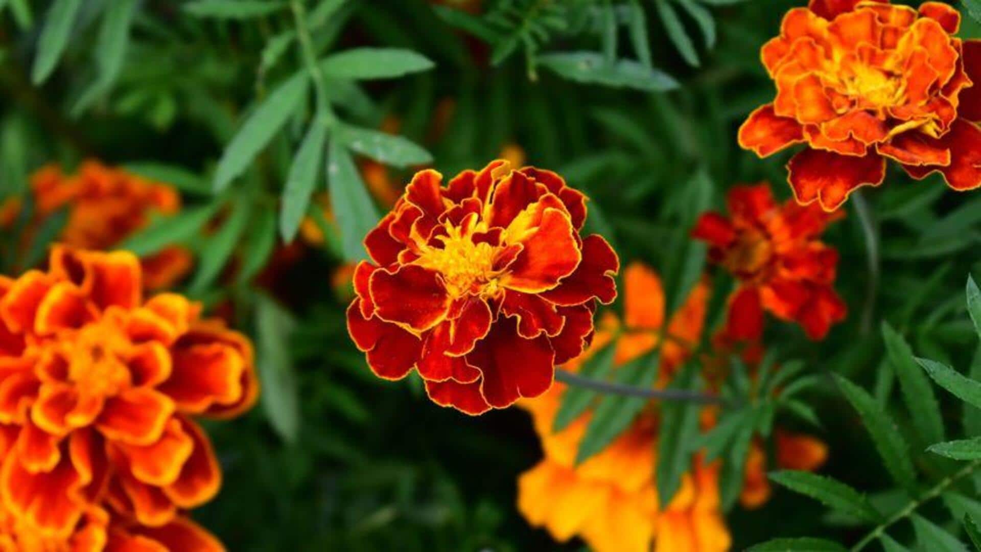 Menggunakan Kelopak Marigold untuk Mengendalikan Hama