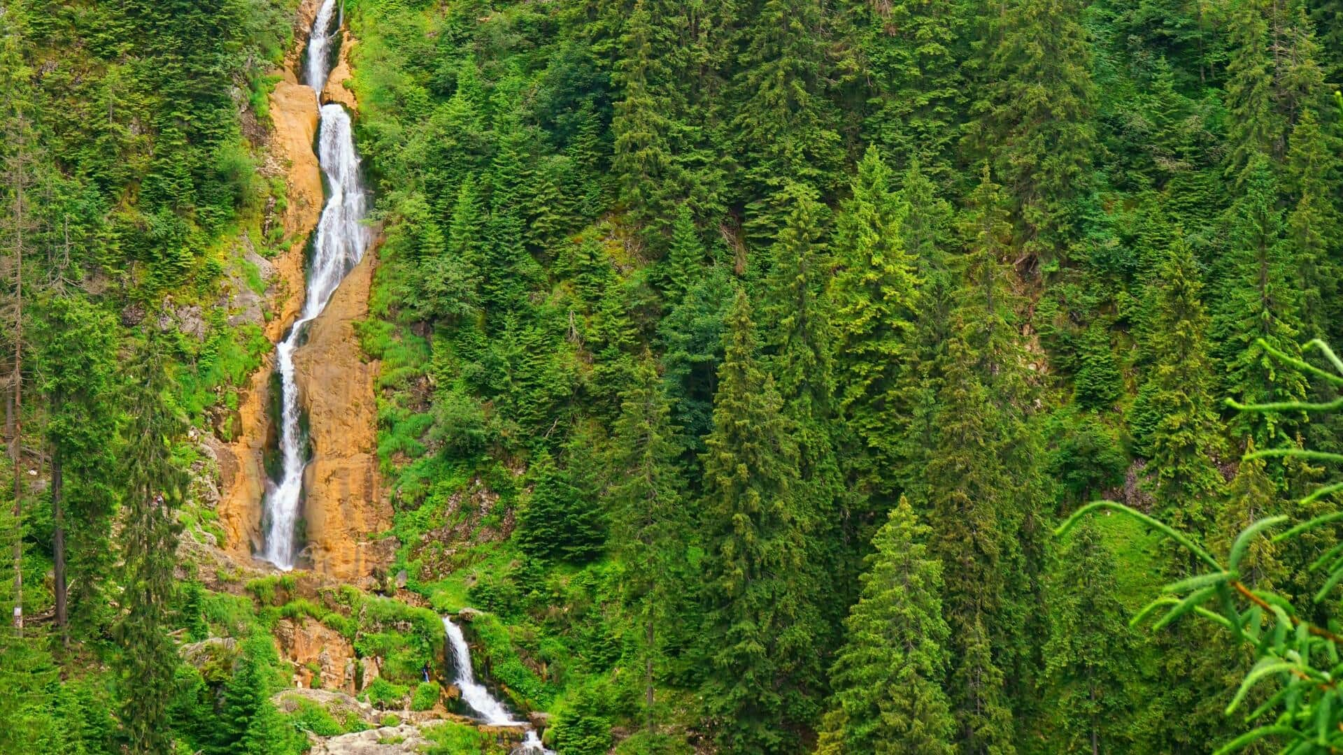 Menjelajahi Hutan Cedar di Maramures, Rumania