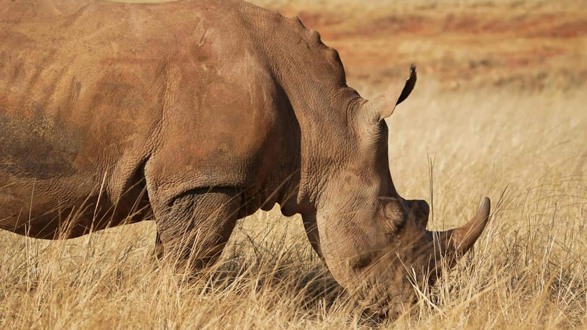 Mengungkap Sederet Tumbuhan Unik yang Dikonsumsi Badak