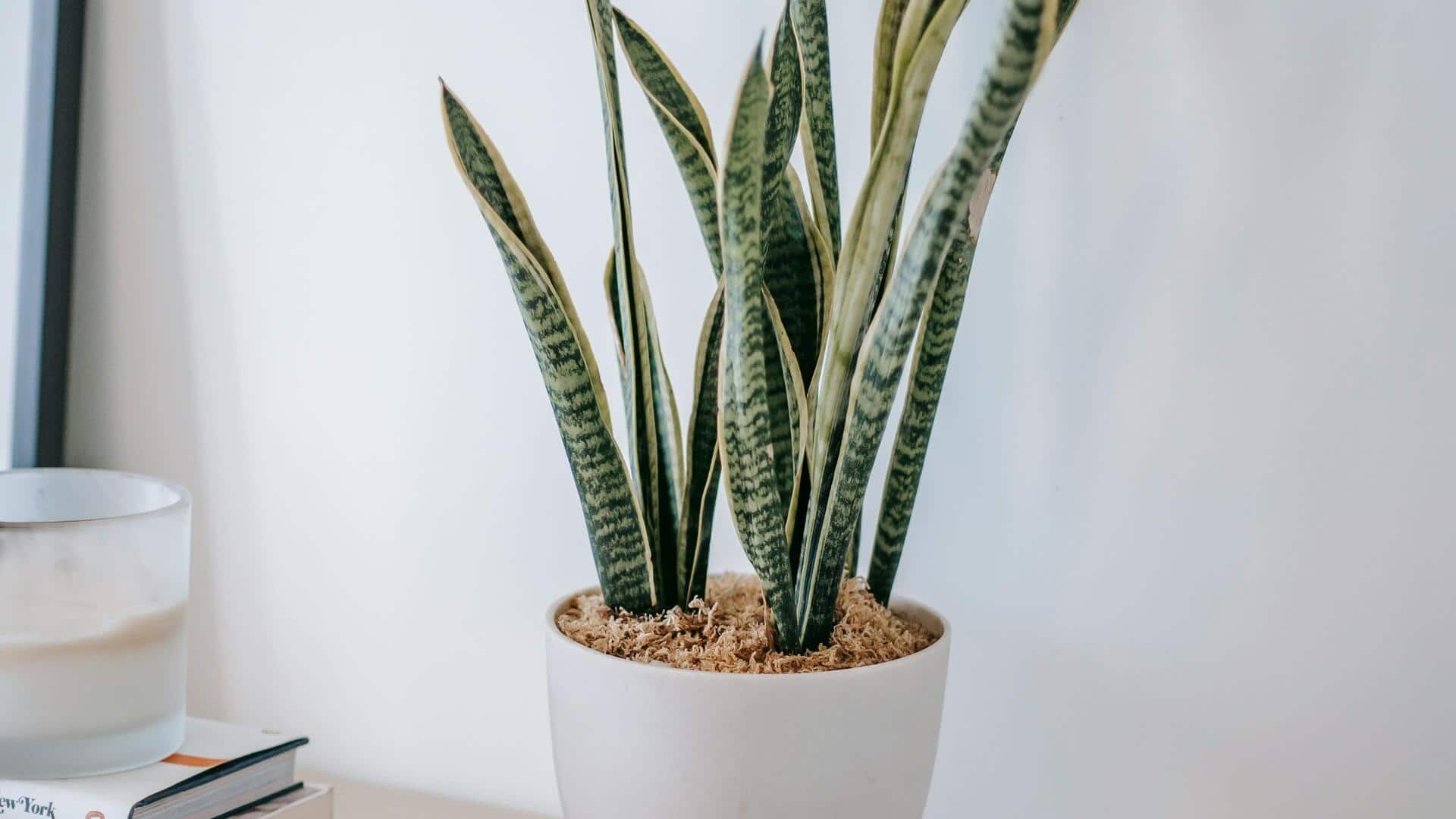 Tanaman meningkatkan kualitas udara dan suasana ruangan