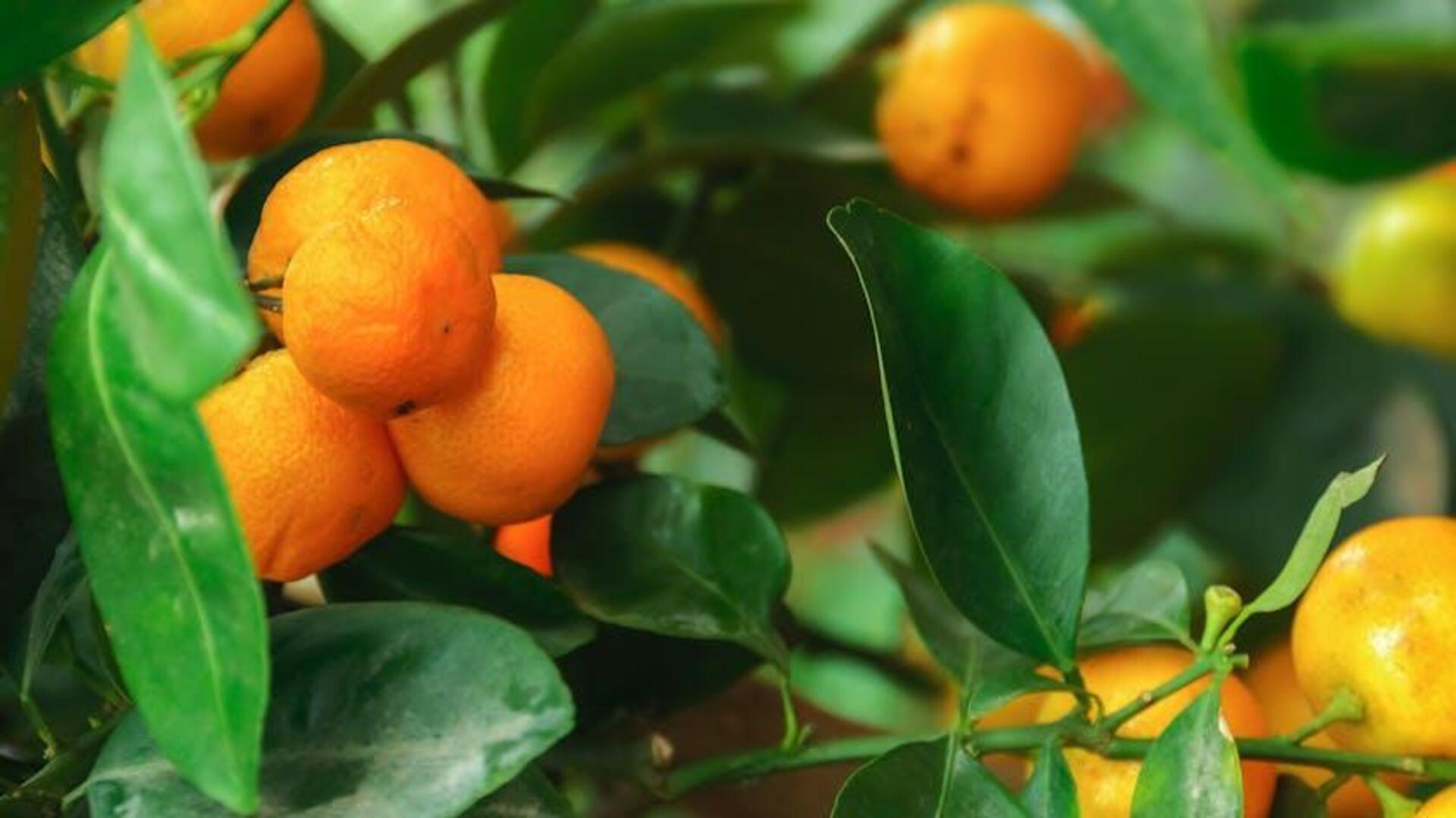 Menjelajahi Kebun Jeruk Aromatik di Sevilla