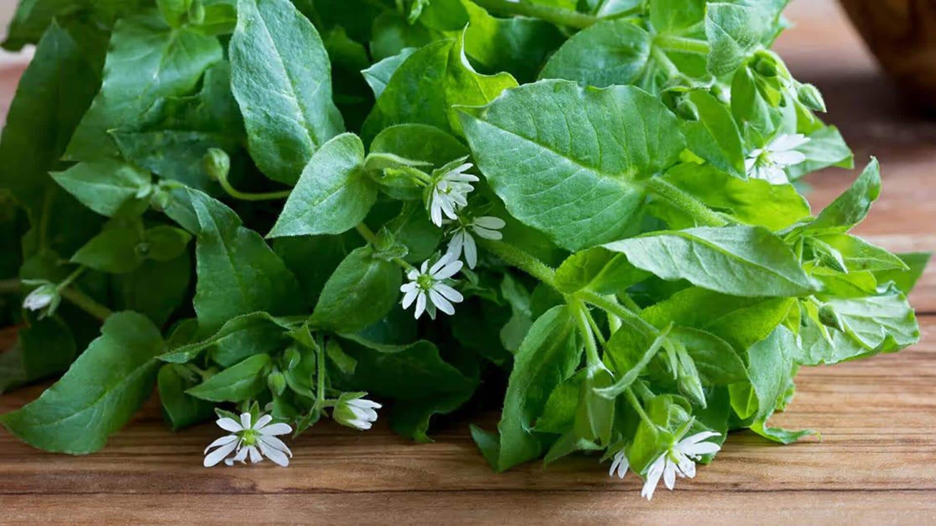 Resep Lezat dengan Chickweed untuk Petualangan Kuliner