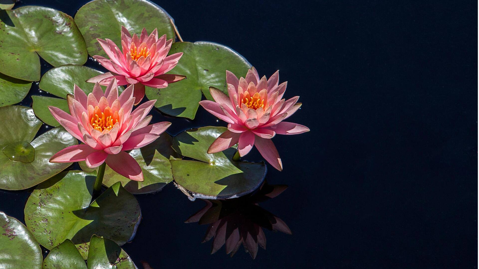 Penggunaan Kreatif Daun Teratai selain Dekorasi