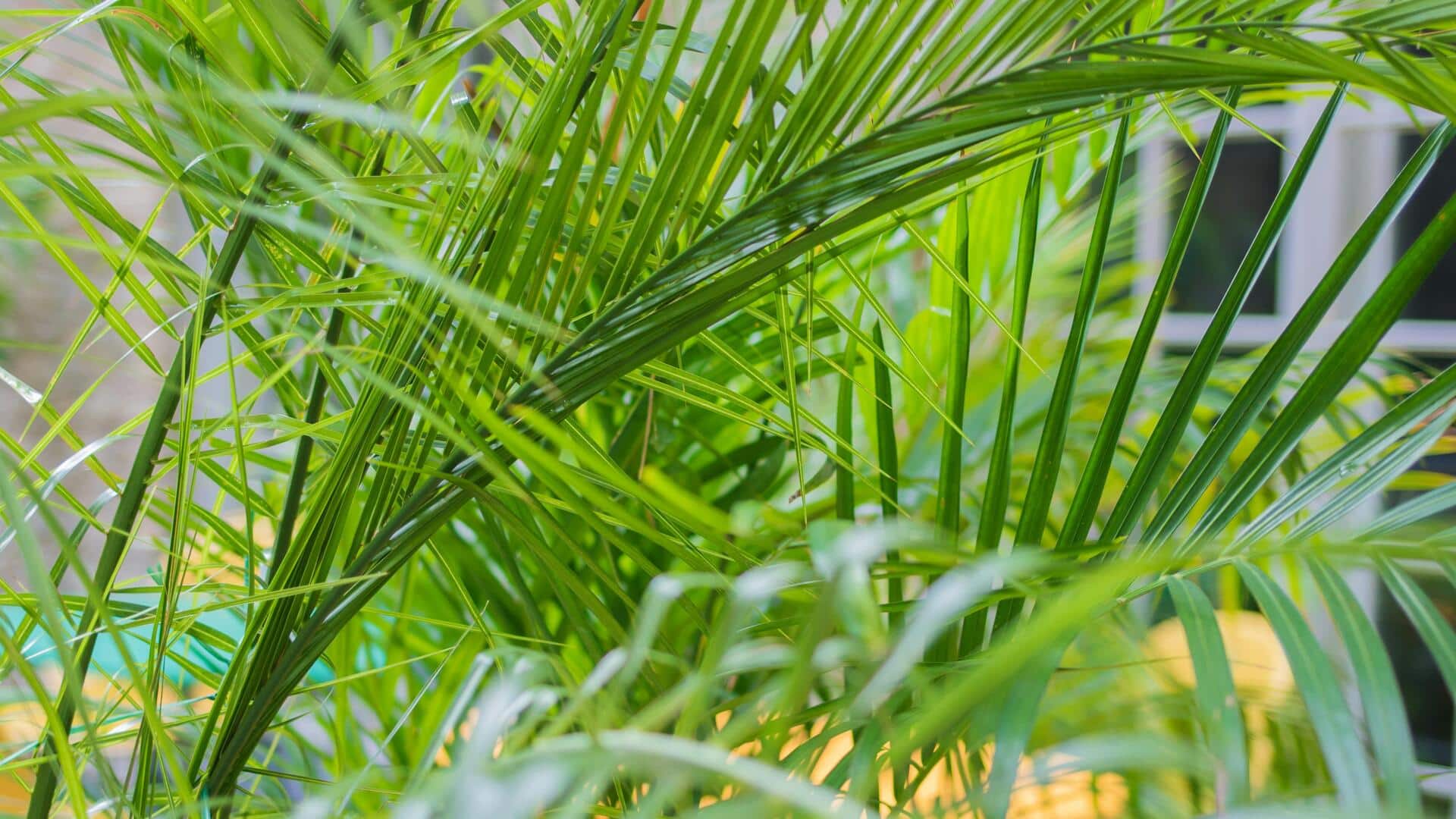 Lima Palem Tangguh untuk Ruang Kecil di Indonesia