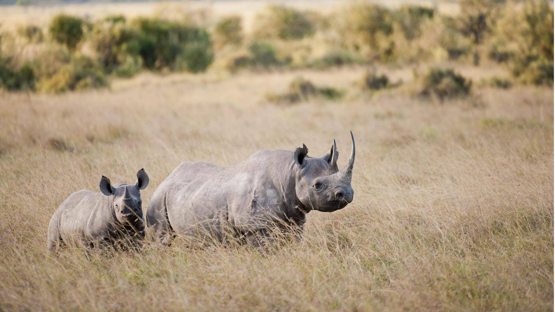 Jejak Badak: Komunikasi Tak Terlihat di Kerajaan Hewan