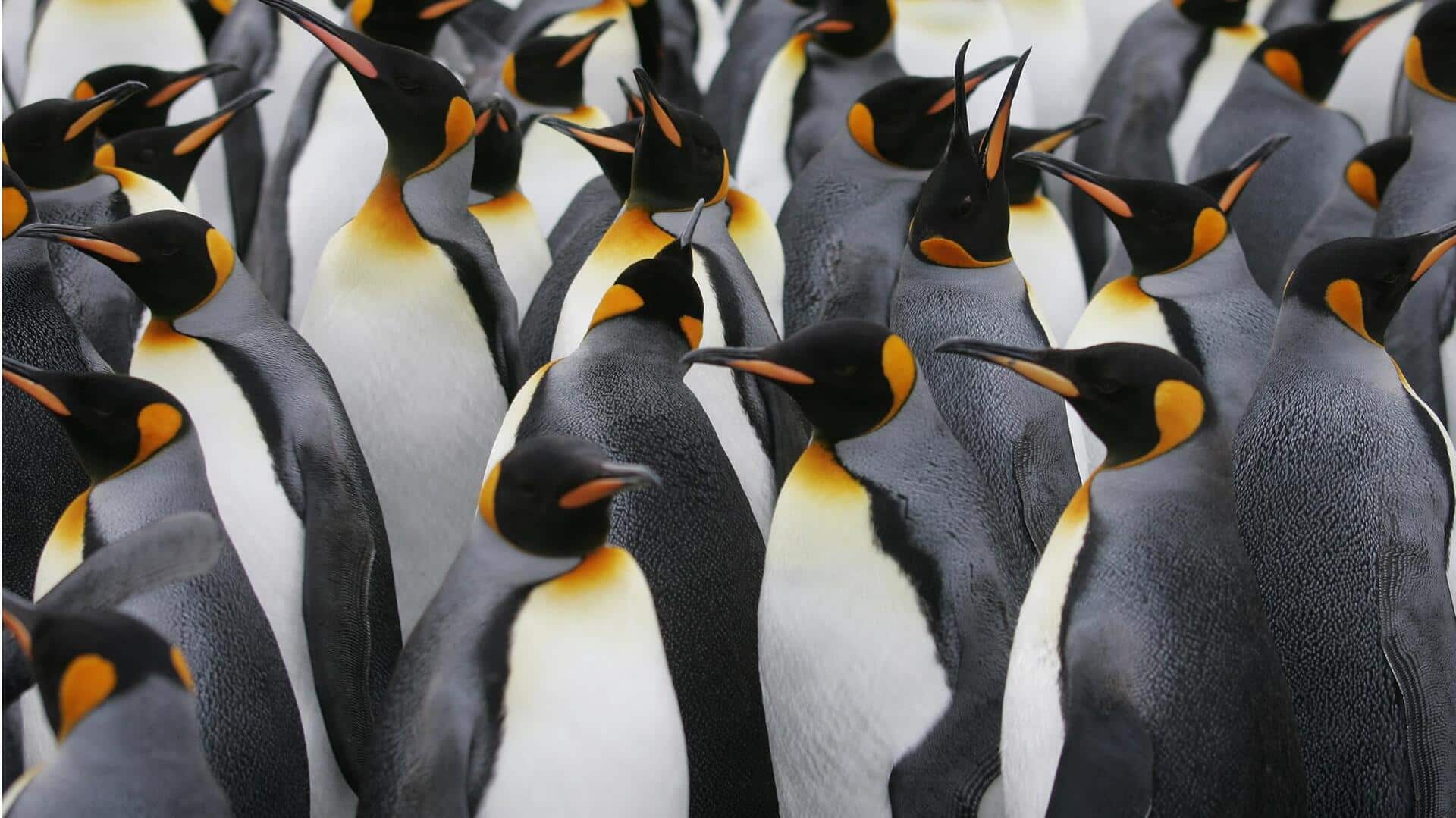 Memahami Struktur Koloni dalam Kehidupan Sosial Penguin