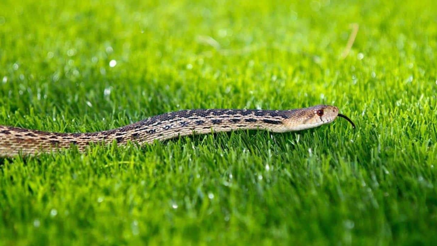Cara ampuh mengusir ular dari rumah dan pekarangan
