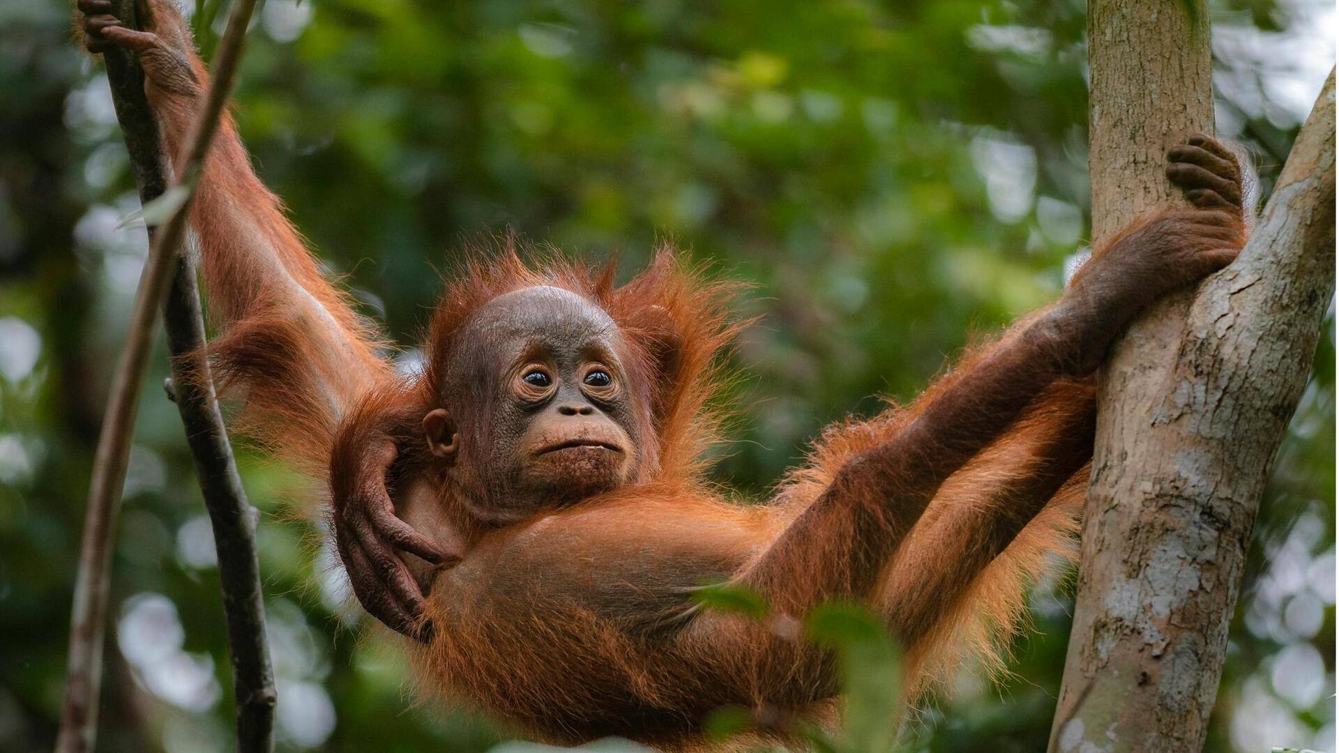 Peran AI dalam Melindungi Spesies Terancam Punah melalui Analisis Suara