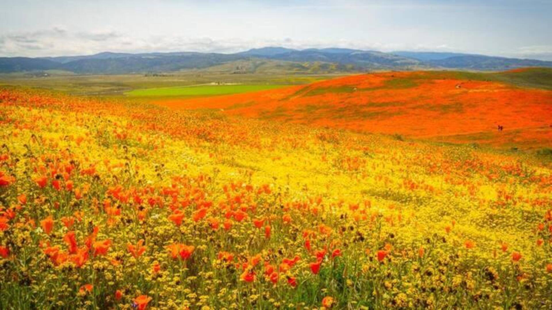 Antelope Valley California Poppy Reserve Menawarkan Petualangan Mewah Musim Semi 
