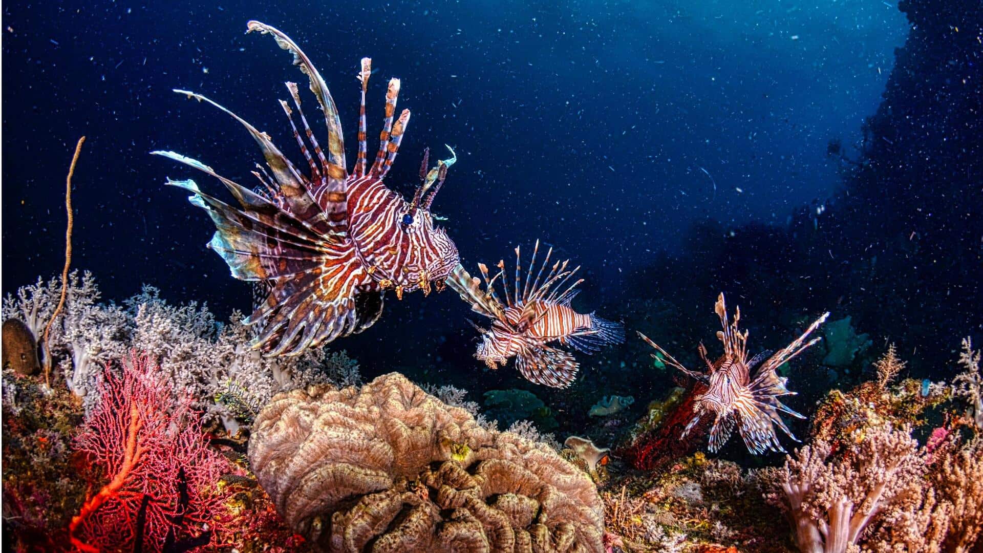 Menyelami Keajaiban Bawah Laut Indonesia Menyelami Keajaiban Bawah Laut Indonesia