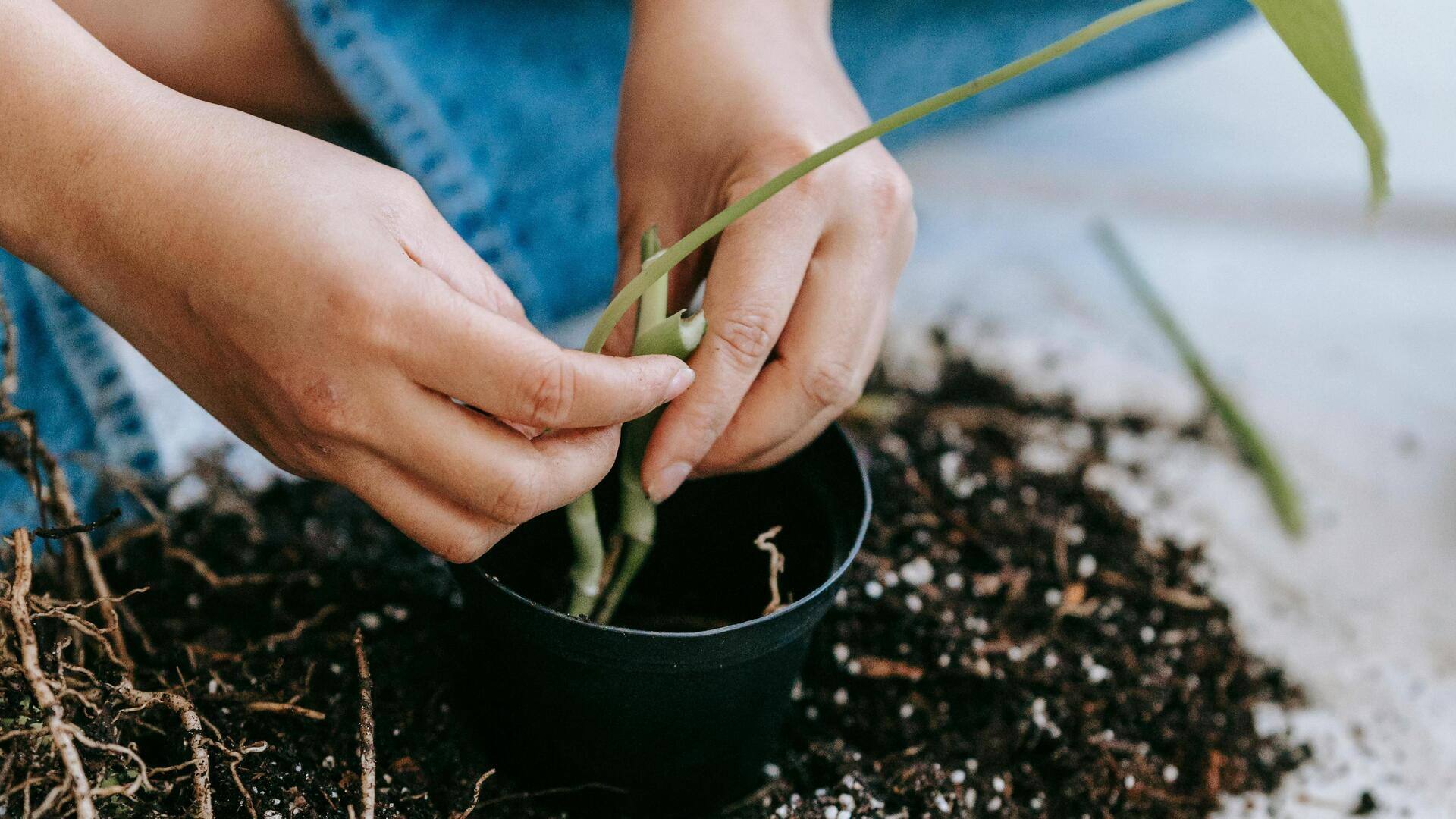 Menanam herbal di dalam ruangan dengan mudah