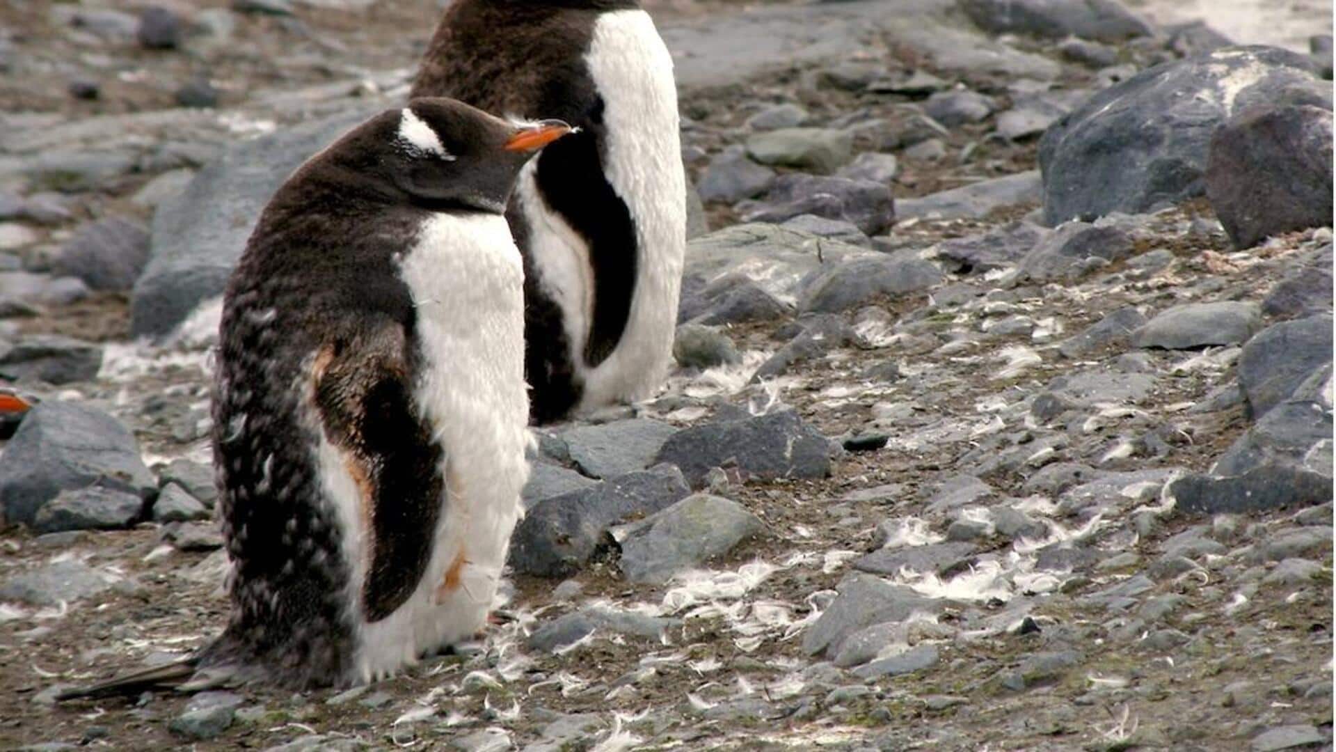 Mengungkap Proses Pergantian Bulu Penguin yang Menakjubkan