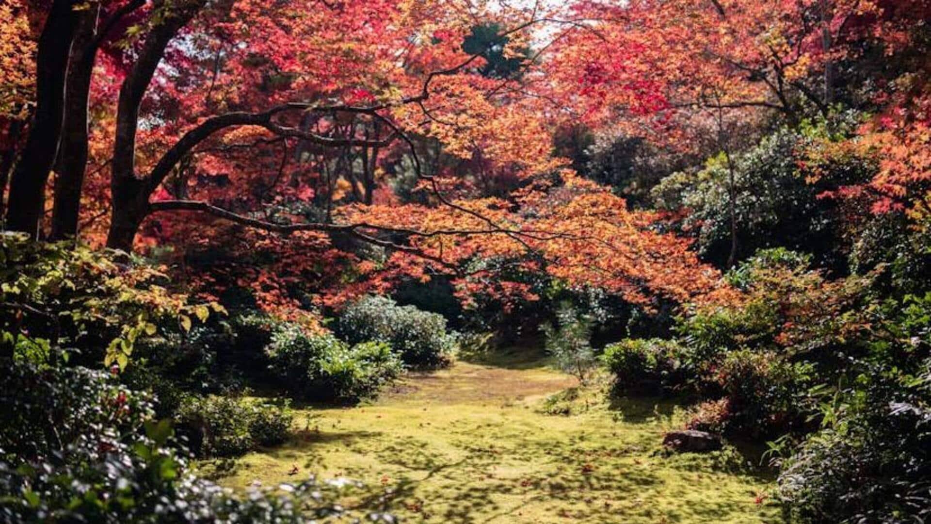 Rasakan ketenangan di taman-taman tersembunyi Kyoto