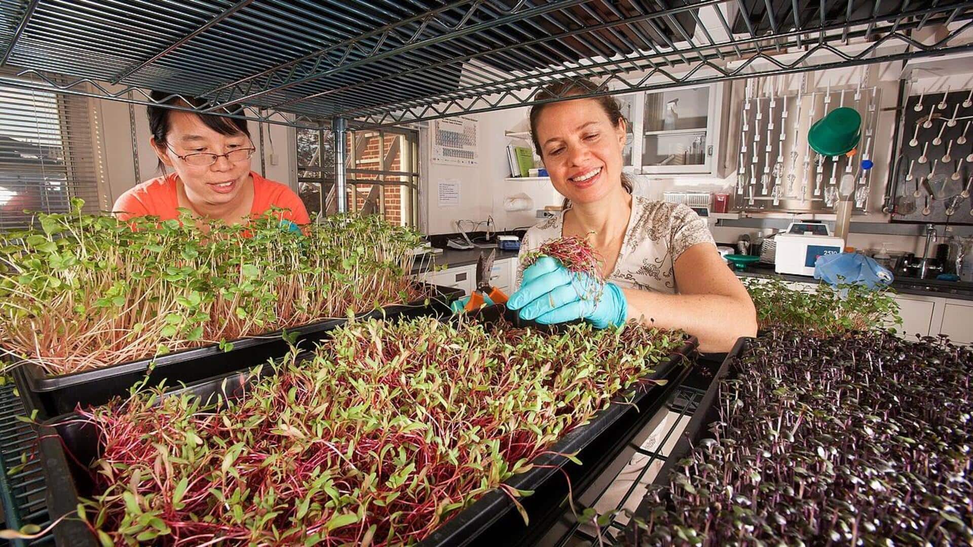 Menanam Microgreen di Rumah: 5 Tips Praktis