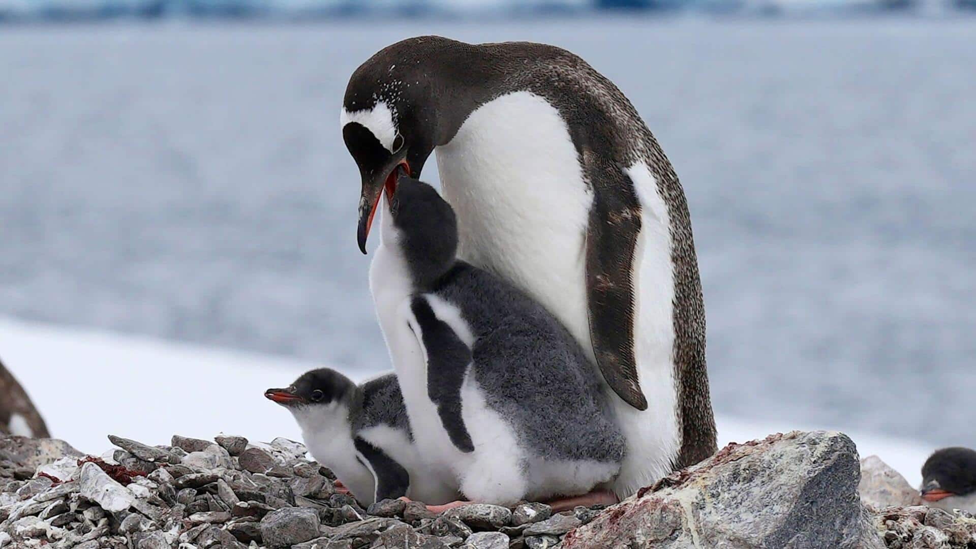 Mengungkap Evolusi Warna Hitam-Putih pada Penguin 