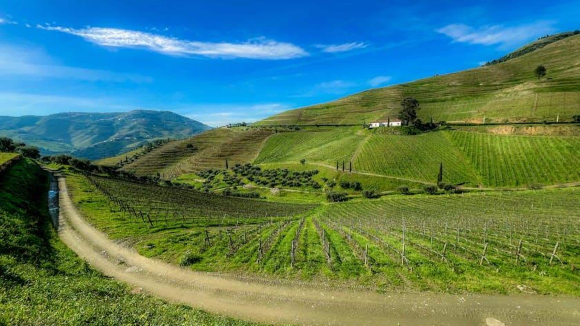 Menjelajahi Kebun Anggur Indah di Lembah Douro Portugal