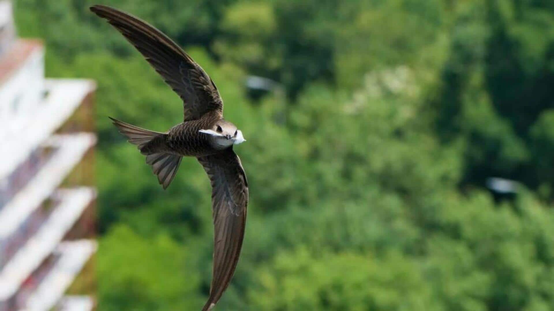 Lima Cara Burung Swift Memengaruhi Ekosistem Lokal
