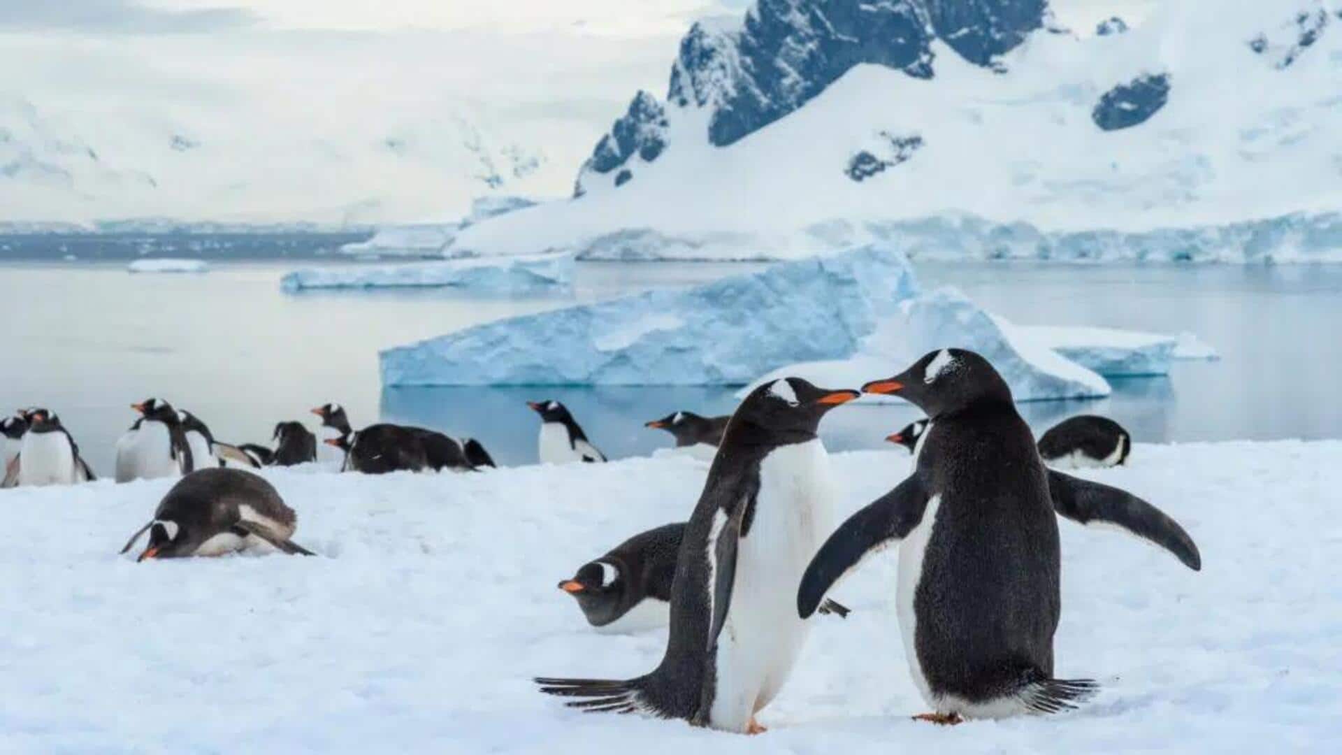 Mengungkap Kemampuan Navigasi yang Unik dari Penguin