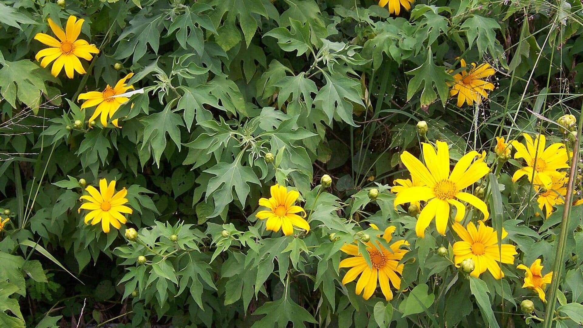 Menanam Bunga Tithonia yang Tangguh di Kebun Anda