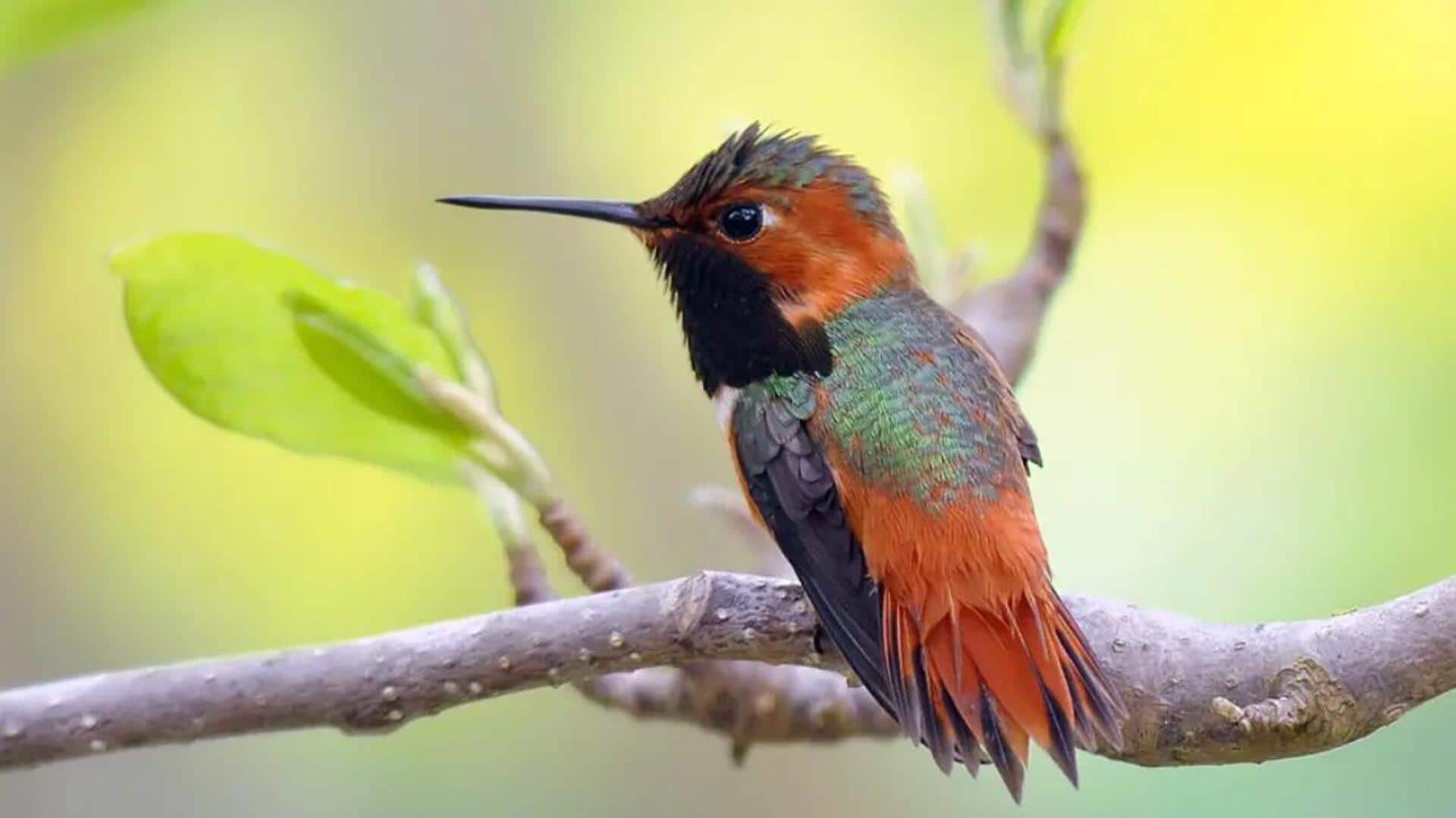 Perjalanan Migrasi yang Menakjubkan dari Burung Kolibri di Amerika