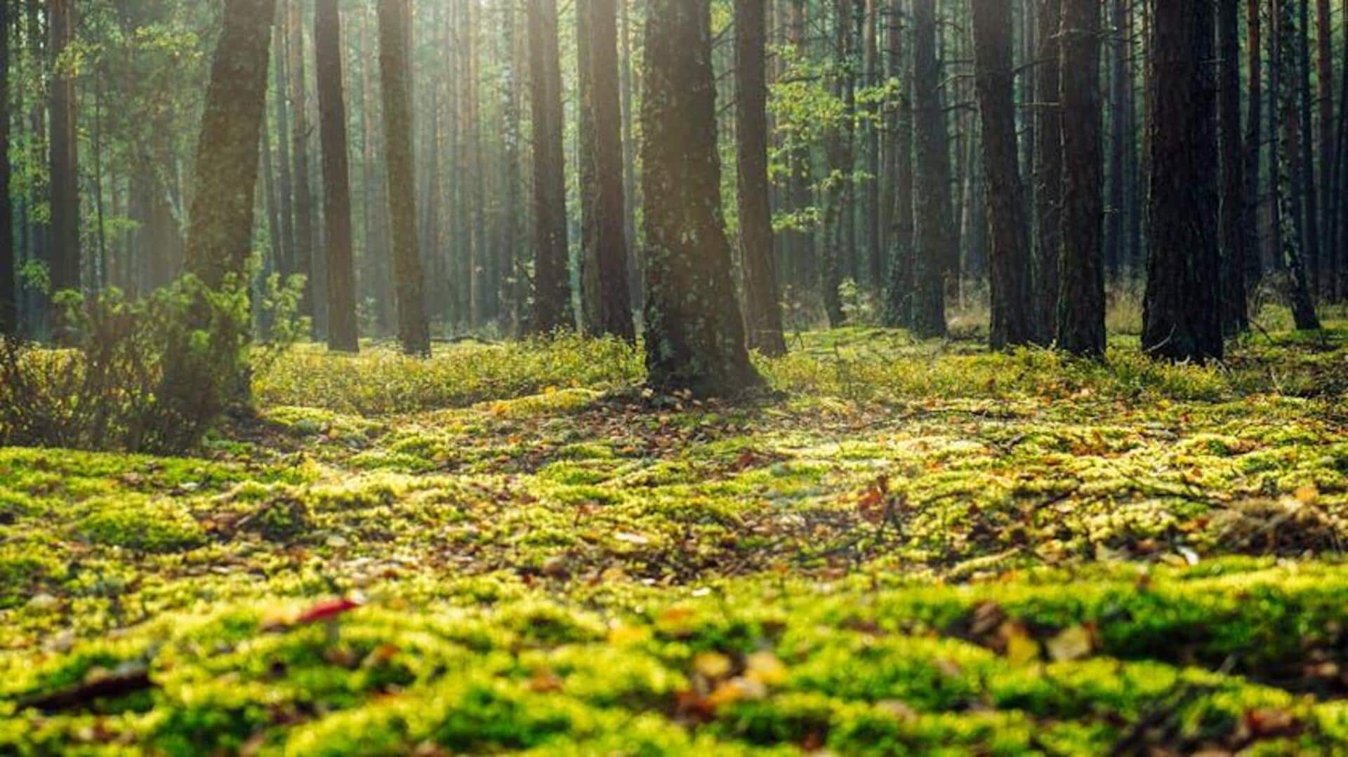 Tempat Global di Mana Robot Menanam Hutan secara Otonom