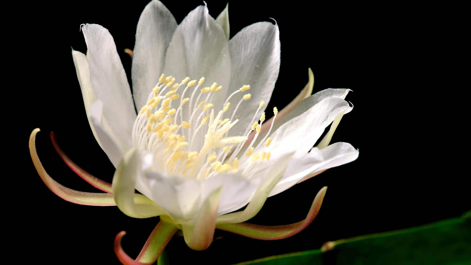 Fakta Menarik tentang Bunga Malam Cereus