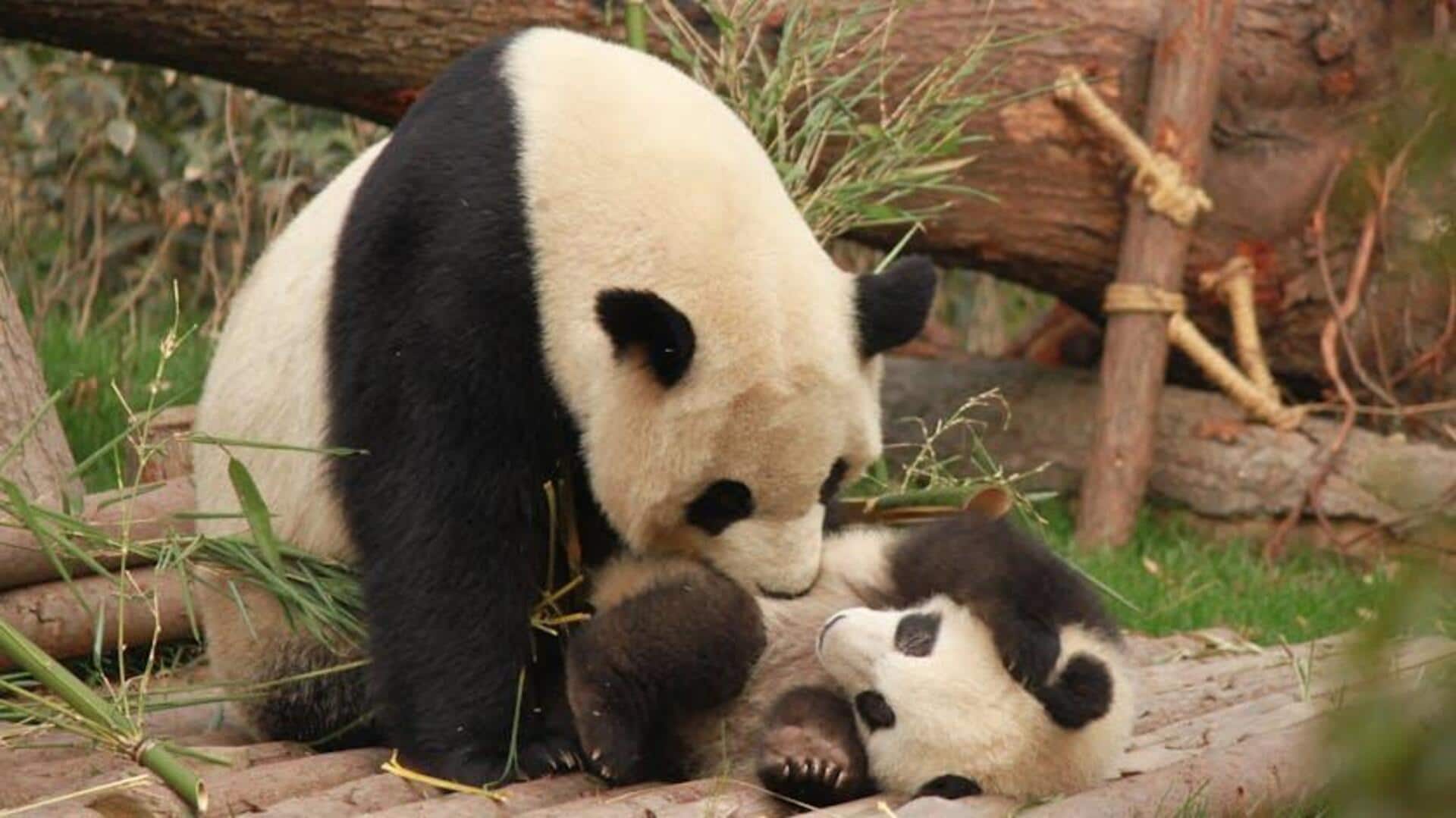 Alasan Bayi Panda Tidur di Pohon Alasan Bayi Panda Tidur di Pohon