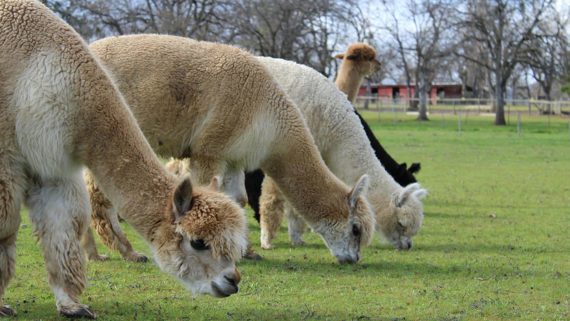 Mengungkap Perilaku Tersembunyi Alpaka dalam Beradaptasi