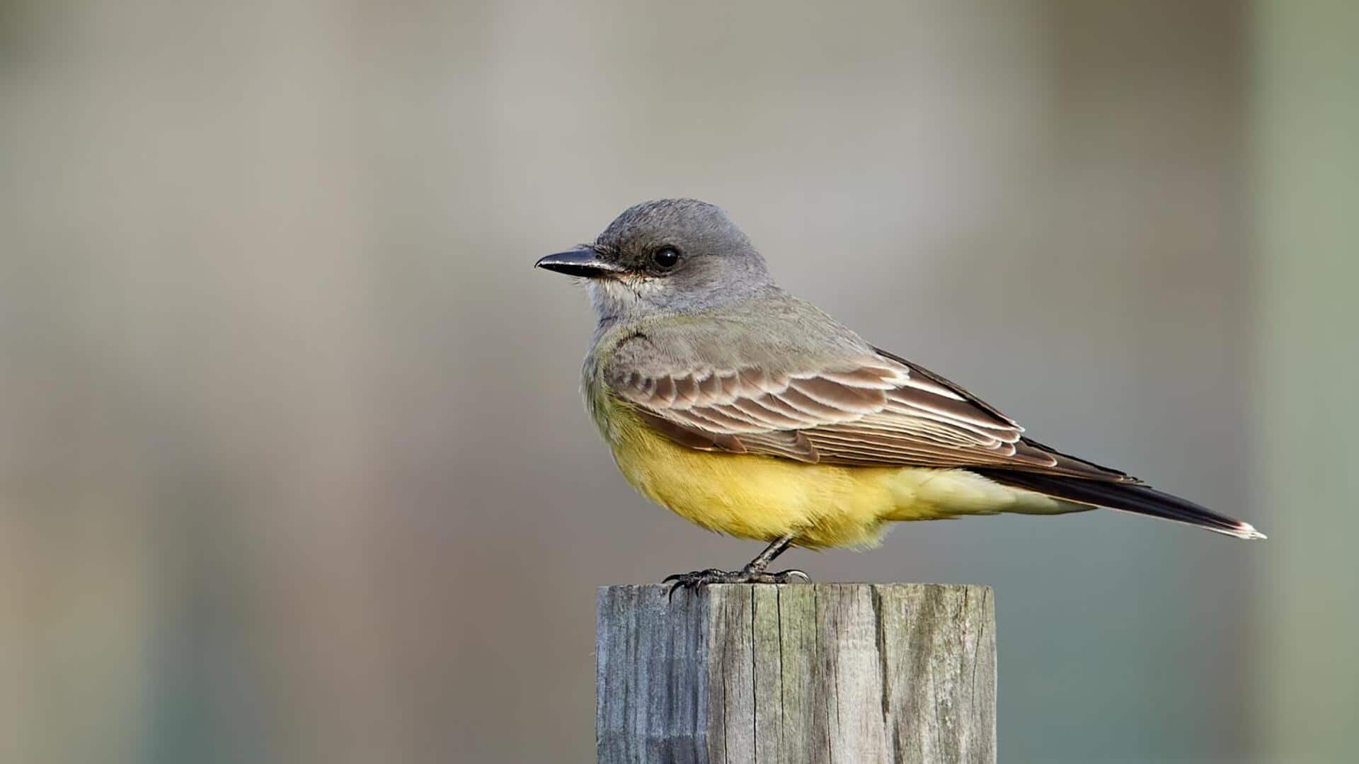 Menjelajahi Beragam Jenis Burung Kingbird di Amerika Utara
